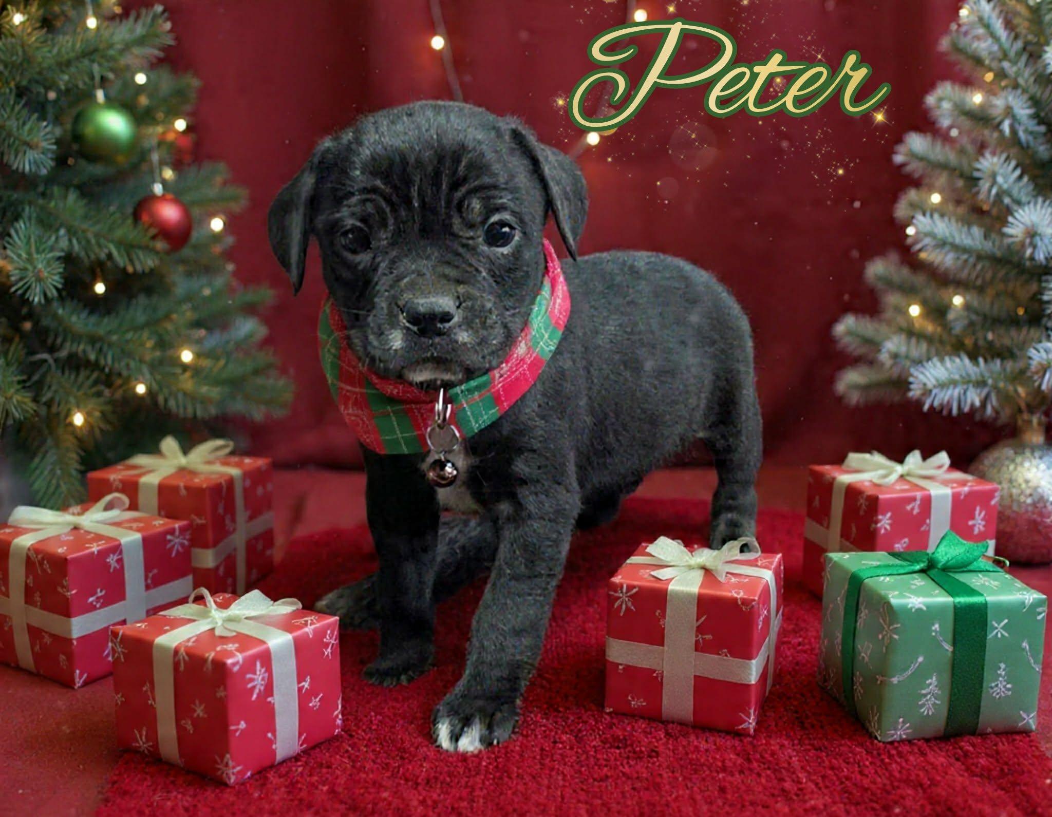 Enlarge peter, a ADOPTABLE mixed breed in Grove, OK image 4/4