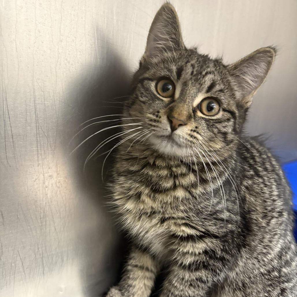 26-58 Sprout, Adoptable, Kitten Female Domestic Short Hair.