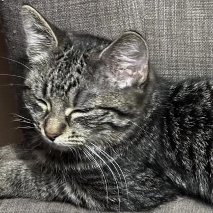 Enlarge 26-58 Sprout, a Adoptable Domestic Short Hair in North Branford, CT image 2/3