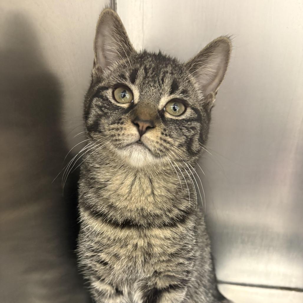 Enlarge 26-58 Sprout, a Adoptable Domestic Short Hair in North Branford, CT image 3/3