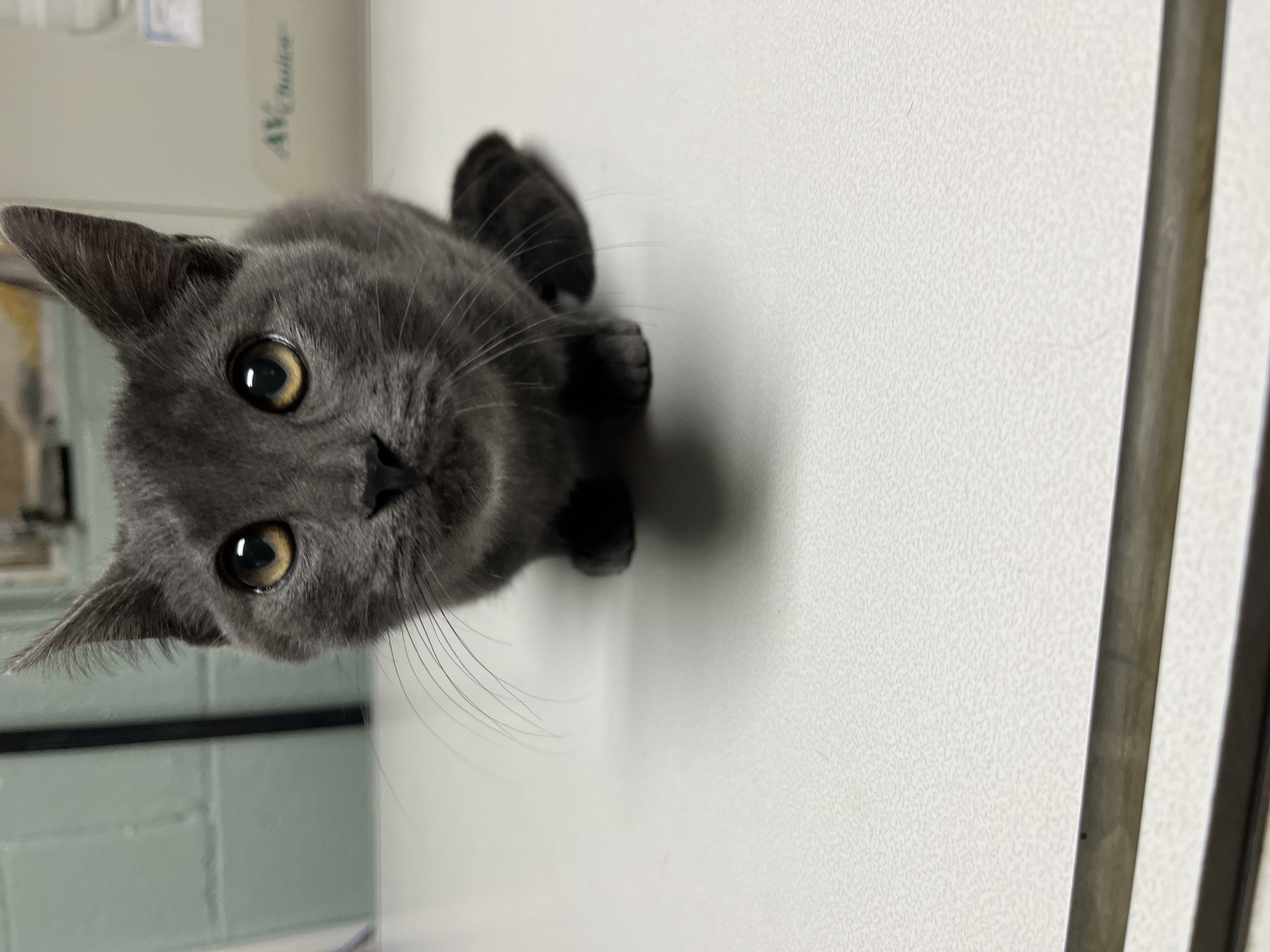 Enlarge Oliver, a Adopted Domestic Short Hair in Sunnyside, WA image 2/5