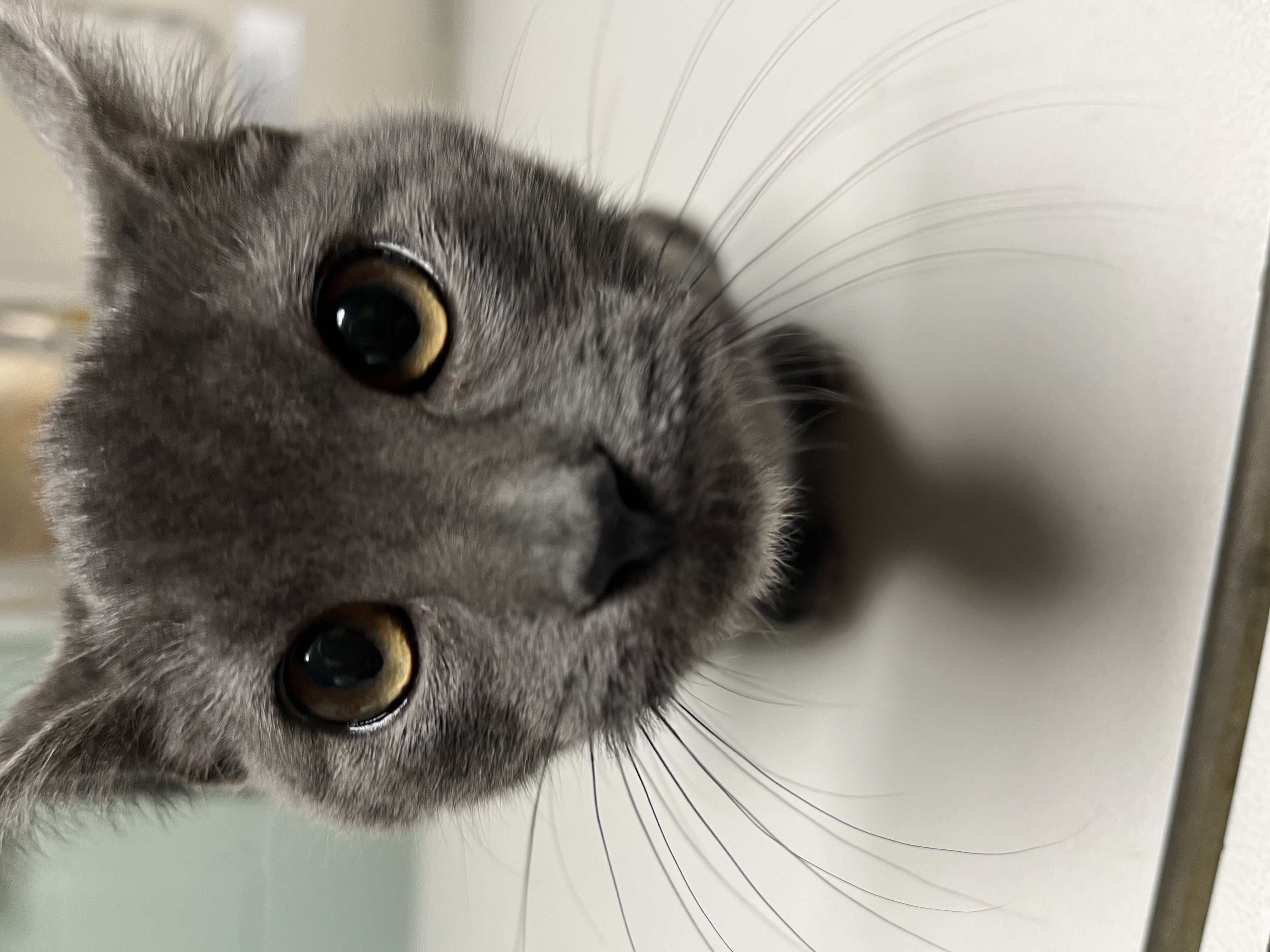 Enlarge Oliver, a Adopted Domestic Short Hair in Sunnyside, WA image 3/5