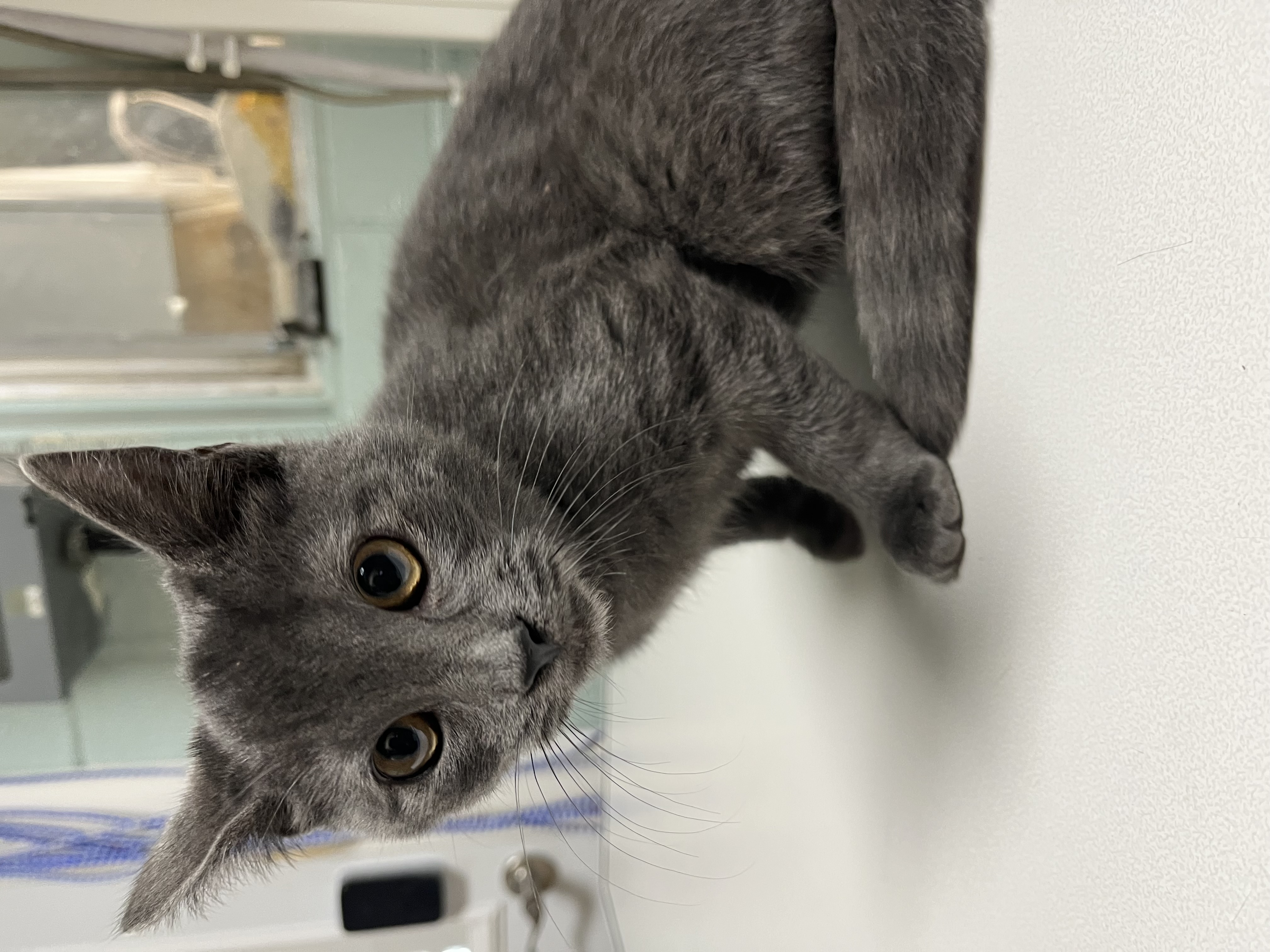 Enlarge Oliver, a Adopted Domestic Short Hair in Sunnyside, WA image 5/5