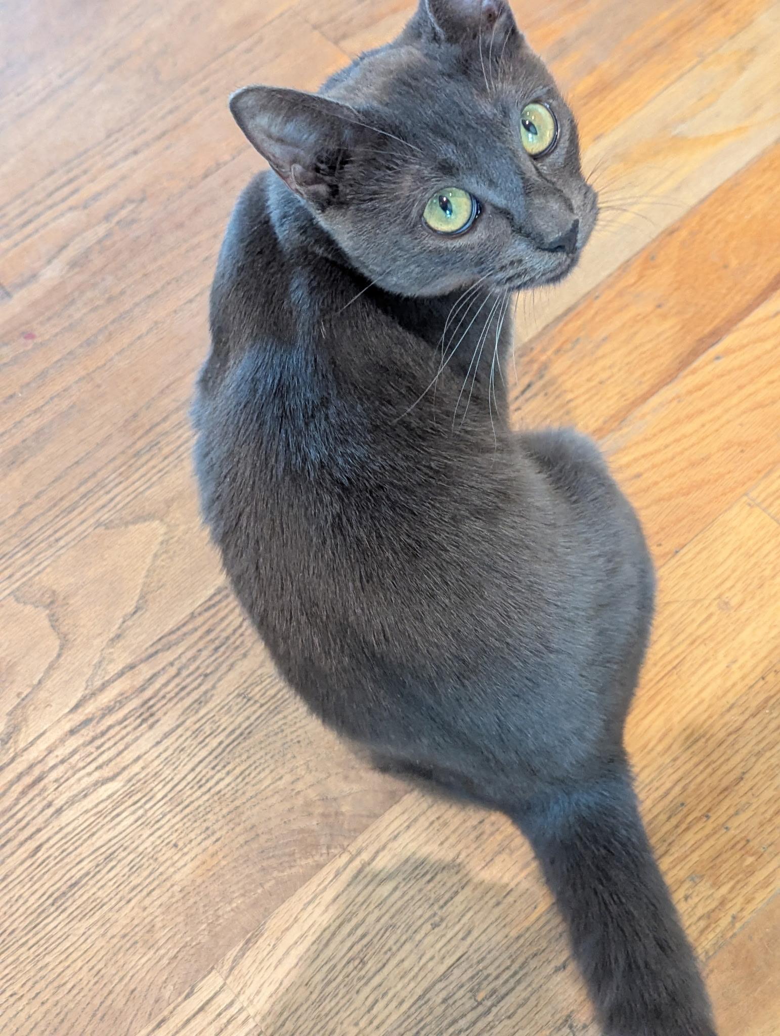 Oliver, Adopted, Young Male Domestic Short Hair.