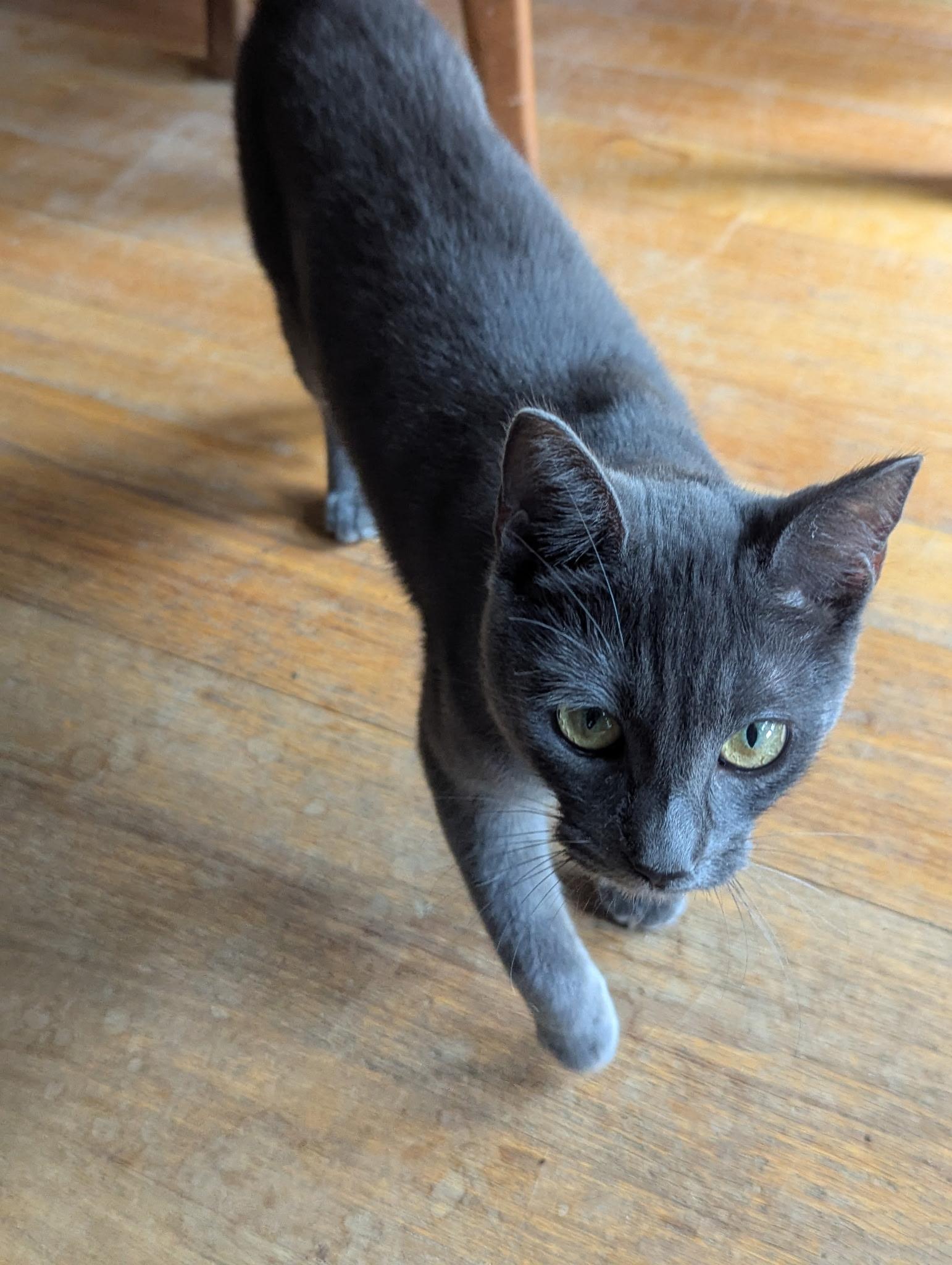 Enlarge Oliver, a Adopted Domestic Short Hair in Sunnyside, WA image 4/5