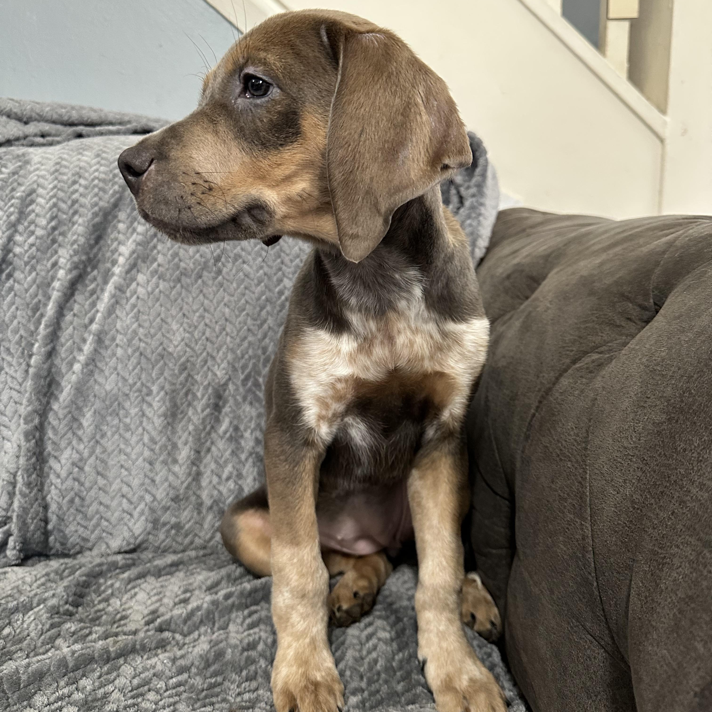 Enlarge Lucy , an adopted mixed breed in Charleston , WV image 2/2