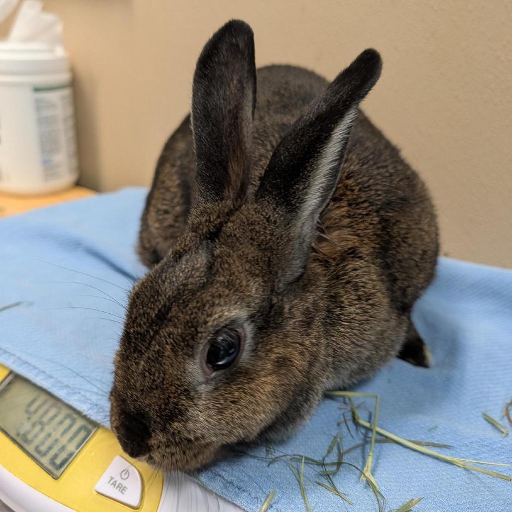 Beatrice, Adoptable, Adult Female American.