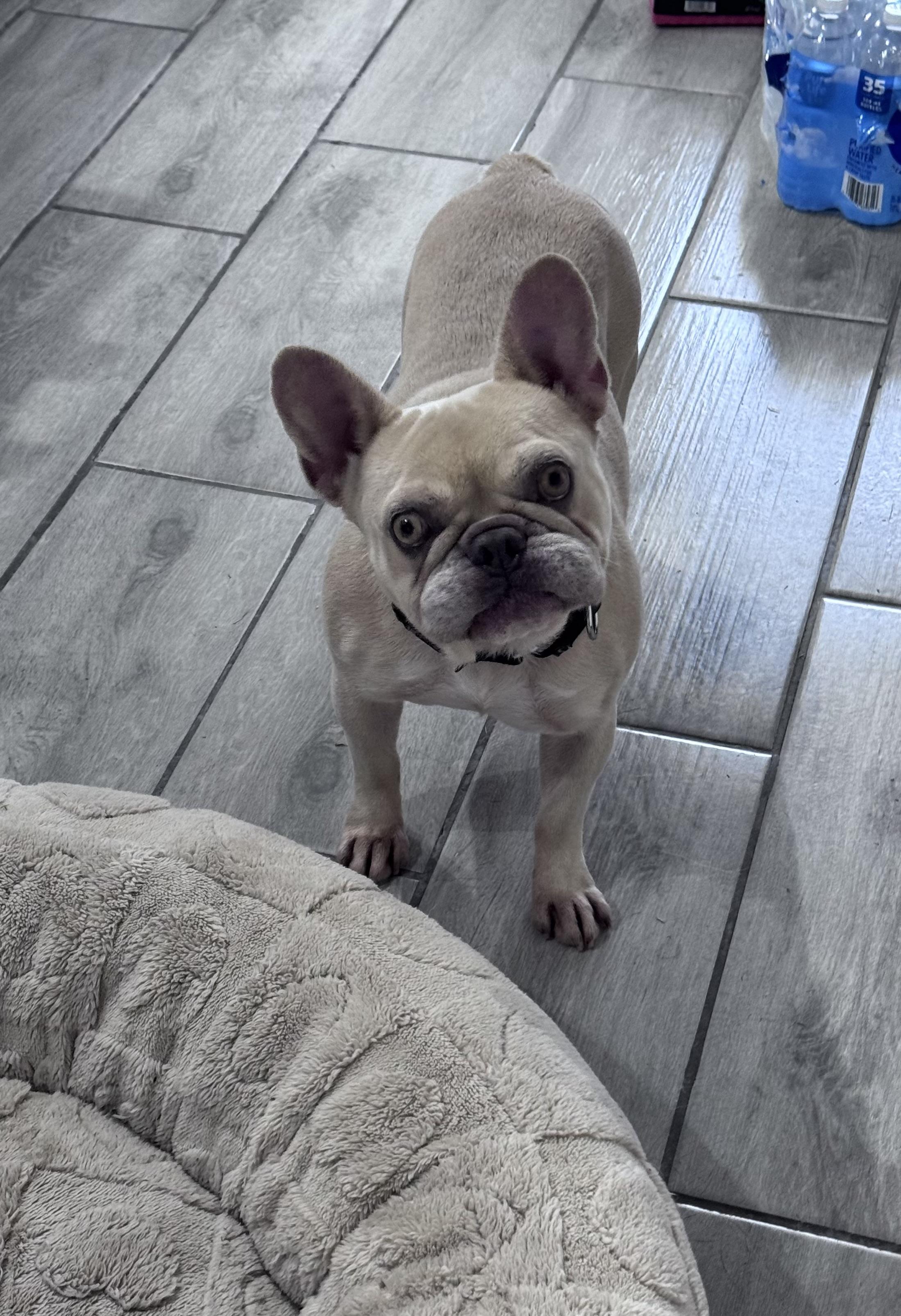 Enlarge Coco Chanel, a Adopted French Bulldog in Saratoga Springs, NY image 5/5