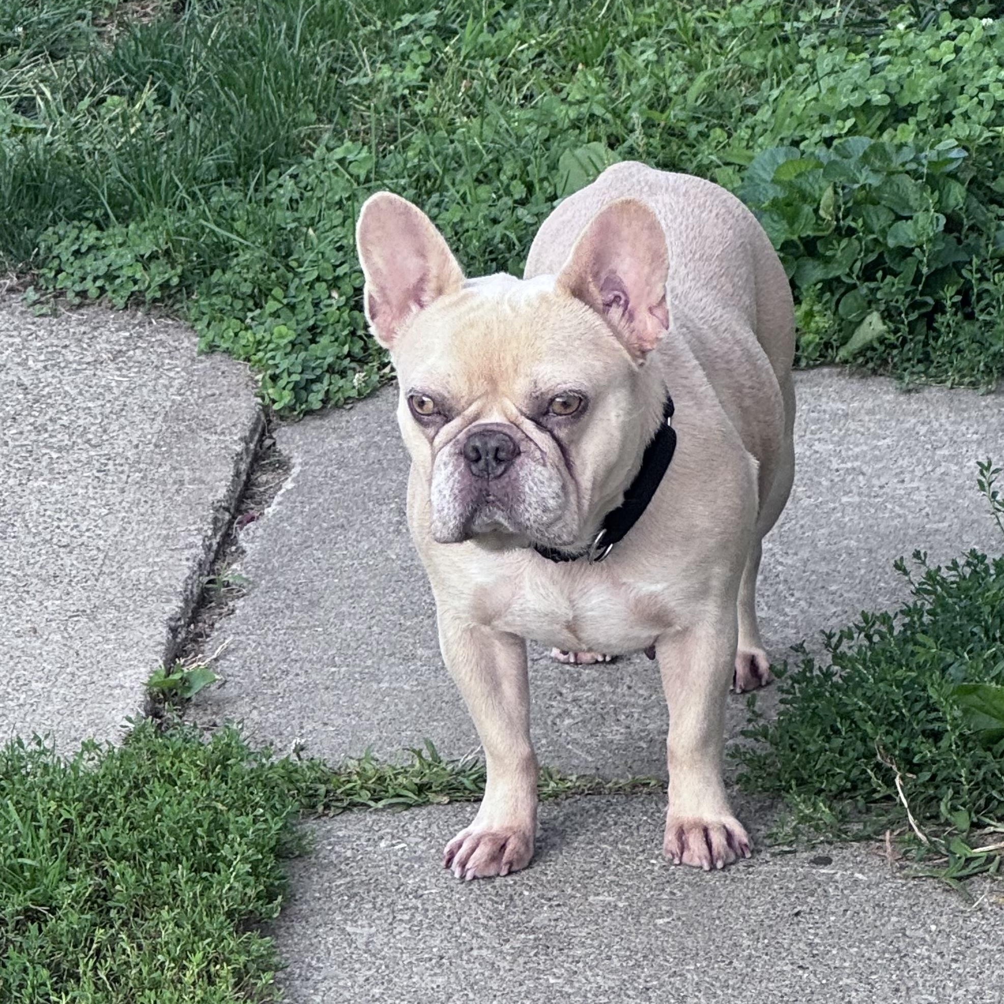 Enlarge Coco Chanel, a Adopted French Bulldog in Saratoga Springs, NY image 1/5