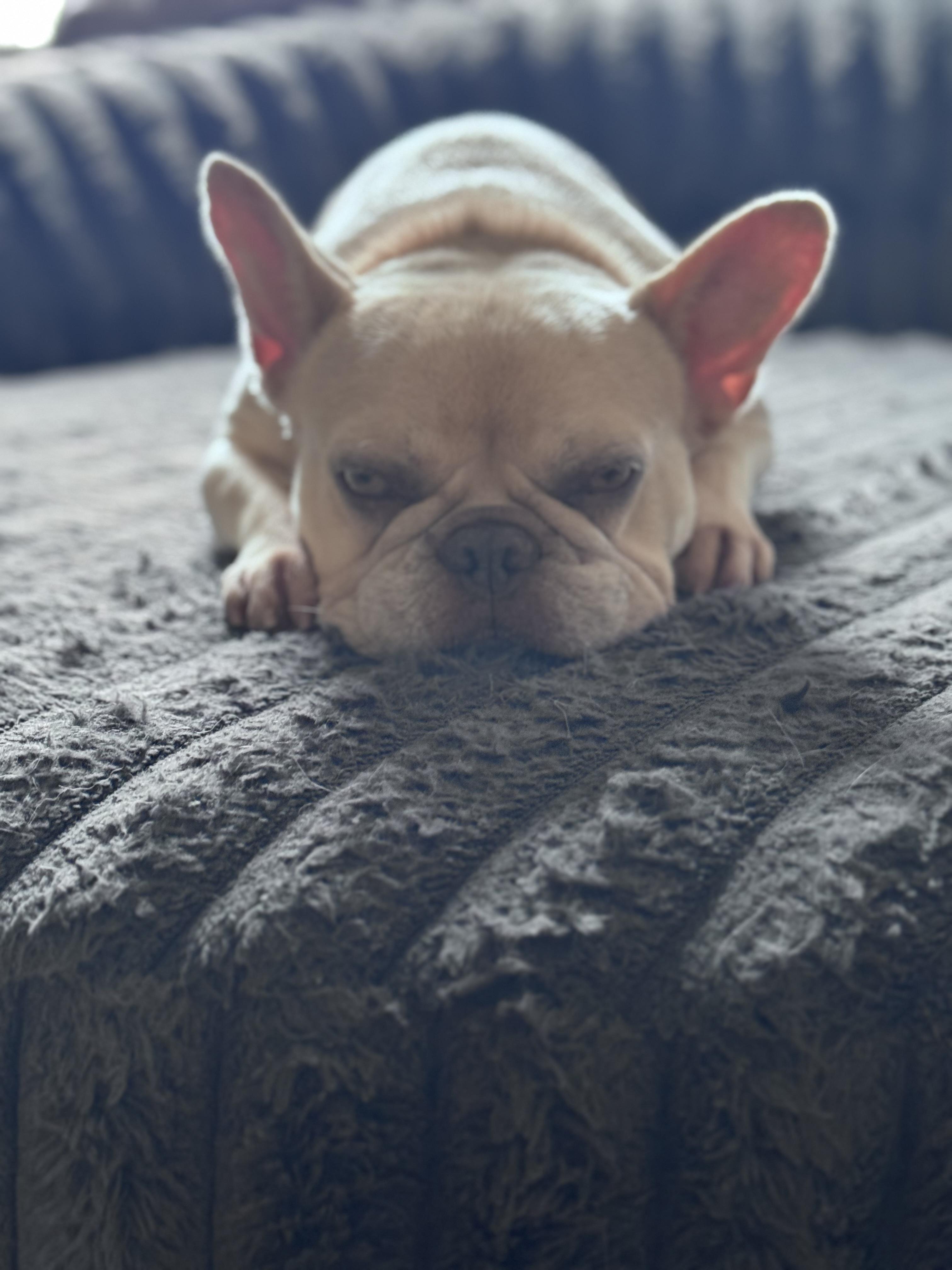 Enlarge Coco Chanel, a Adopted French Bulldog in Saratoga Springs, NY image 4/5