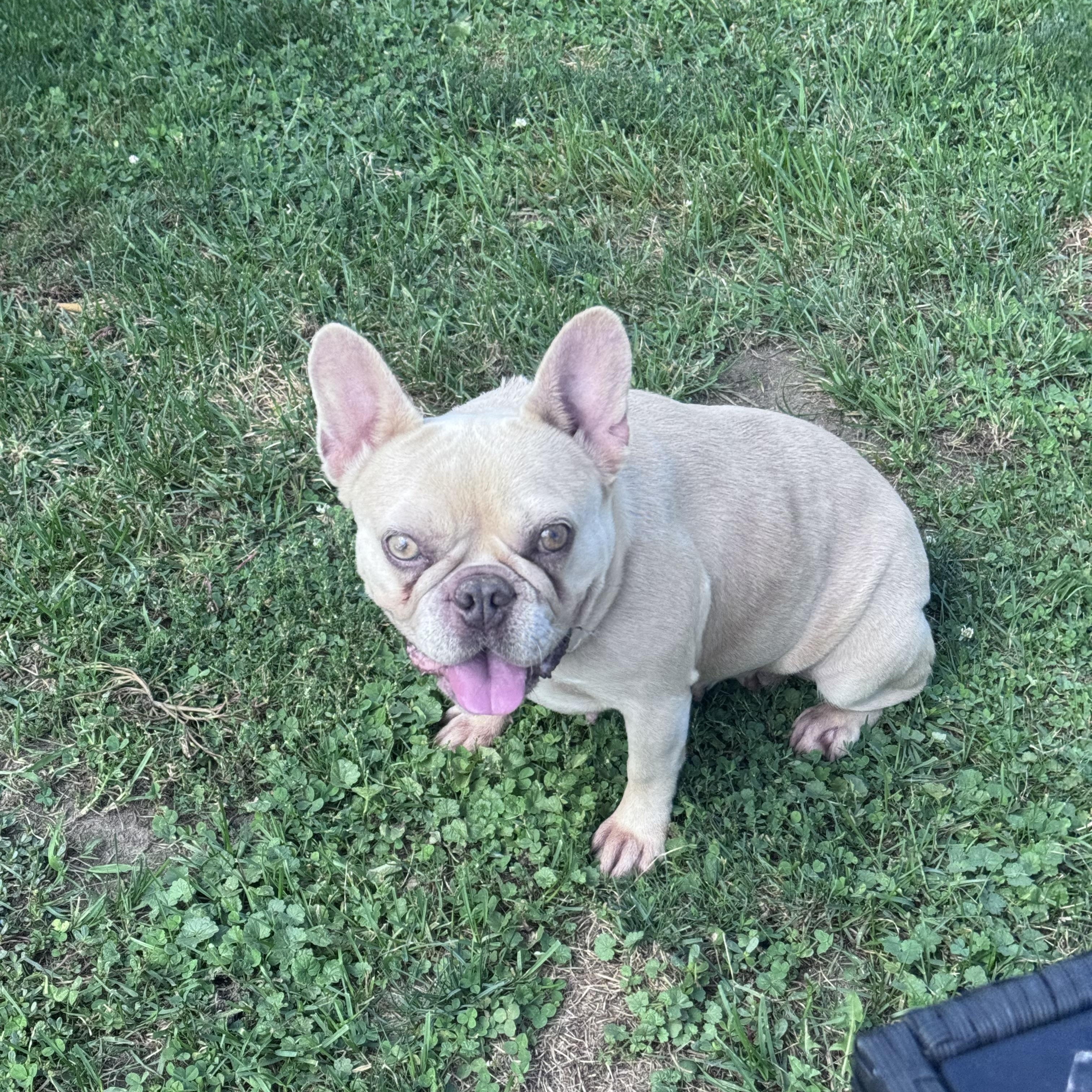 Enlarge Coco Chanel, a Adopted French Bulldog in Saratoga Springs, NY image 2/5