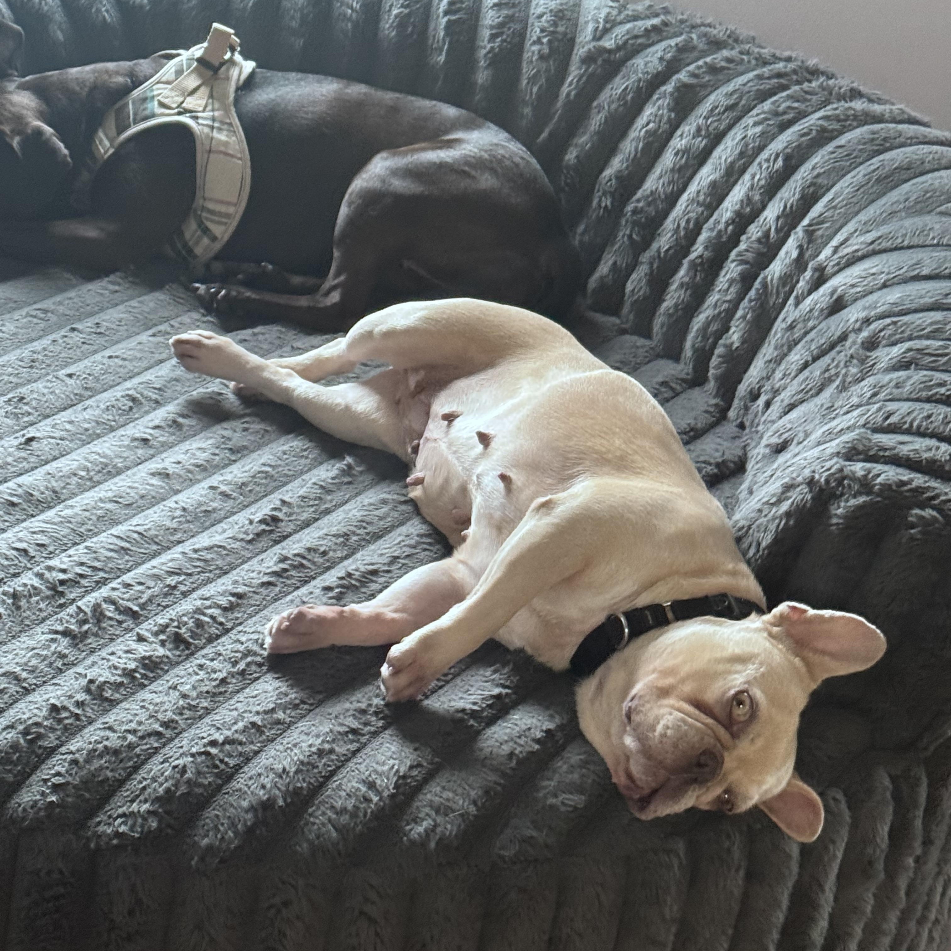 Enlarge Coco Chanel, a Adopted French Bulldog in Saratoga Springs, NY image 3/5