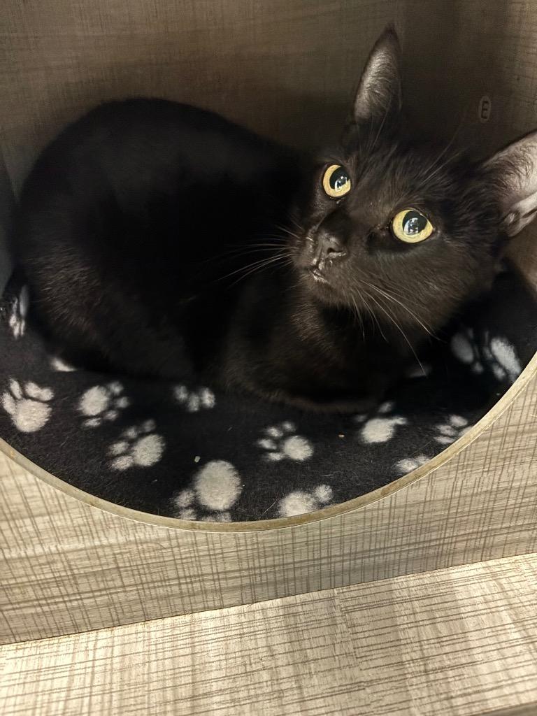Velvet, Adoptable, Adult Female Domestic Short Hair.