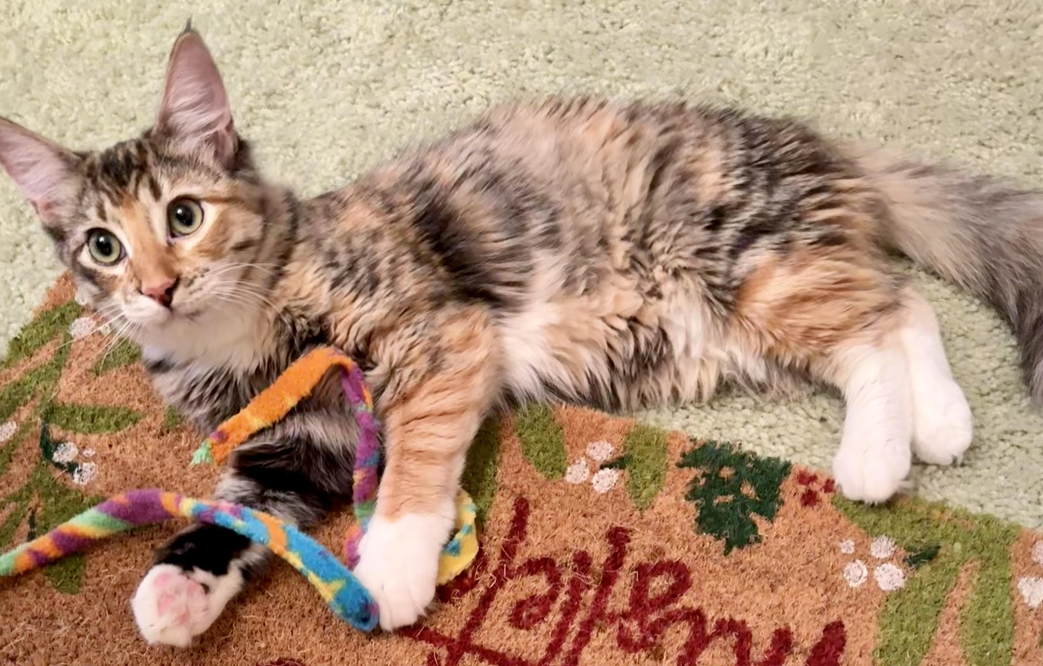 Suni l’Extraordinaire