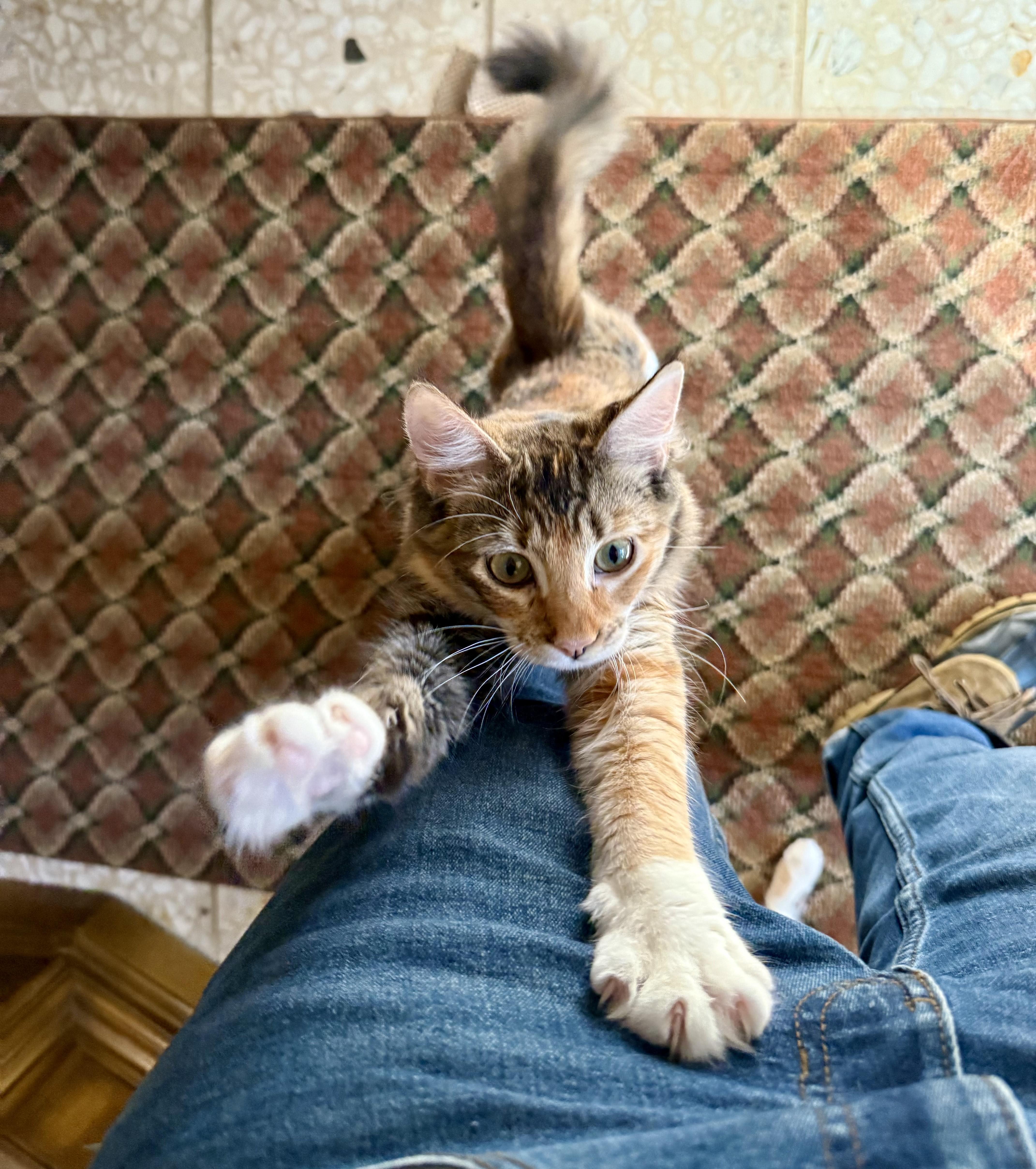 Suni l’Extraordinaire