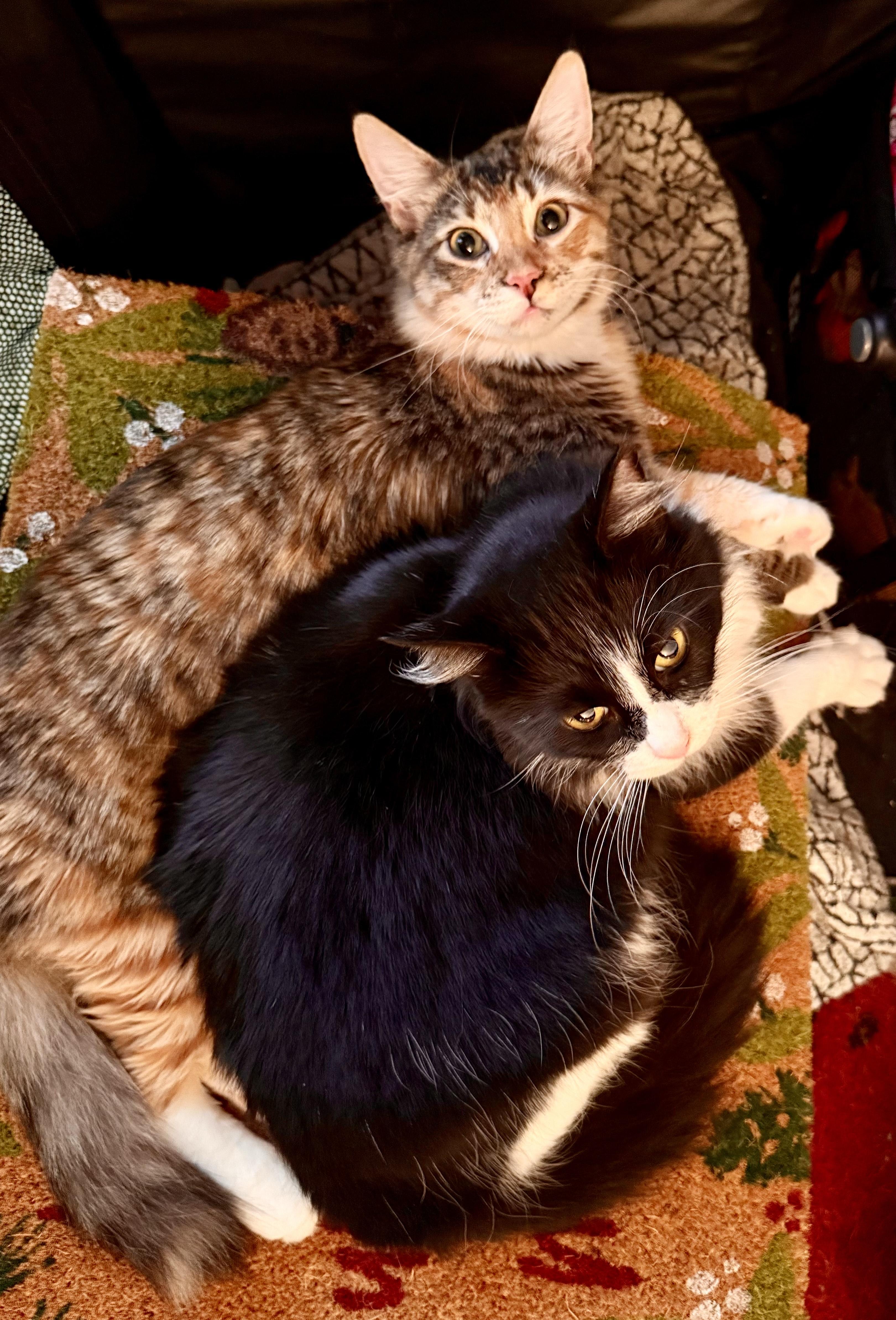 Suni l’Extraordinaire