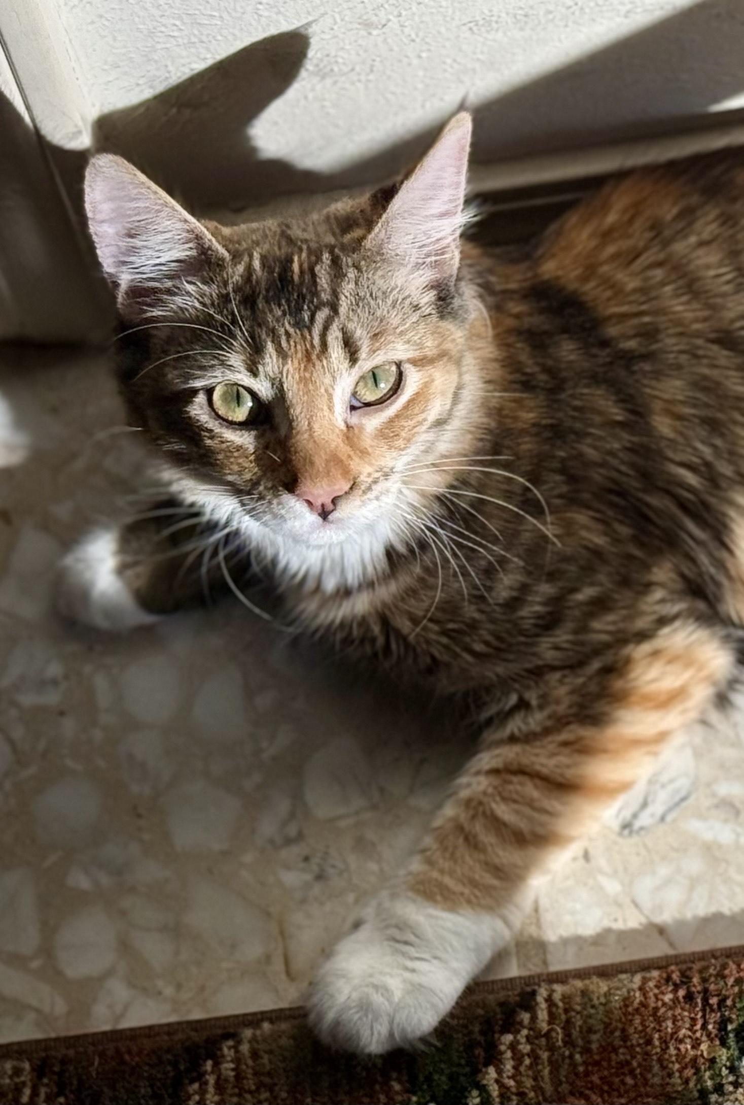 Suni l’Extraordinaire