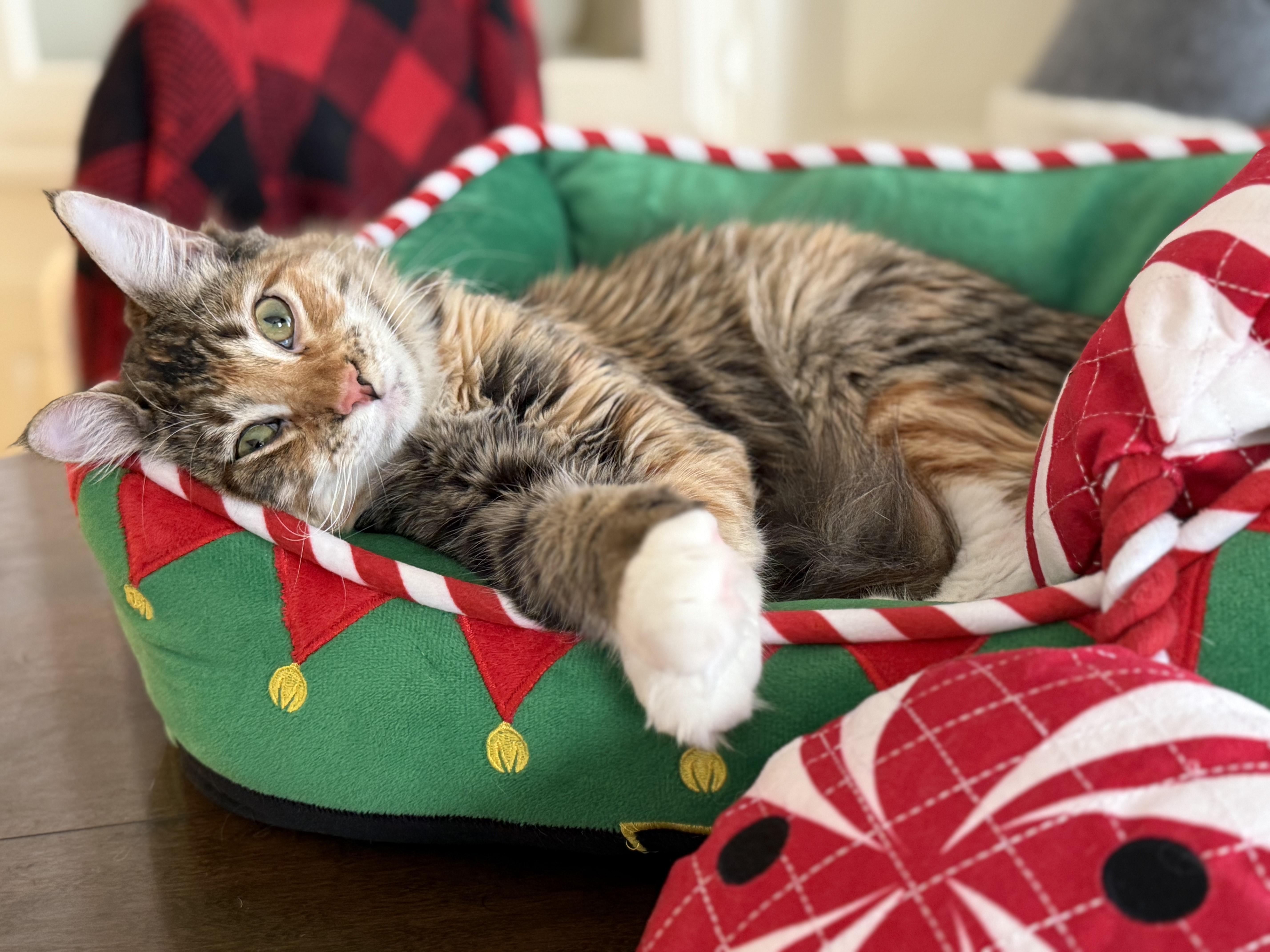 Suni l’Extraordinaire