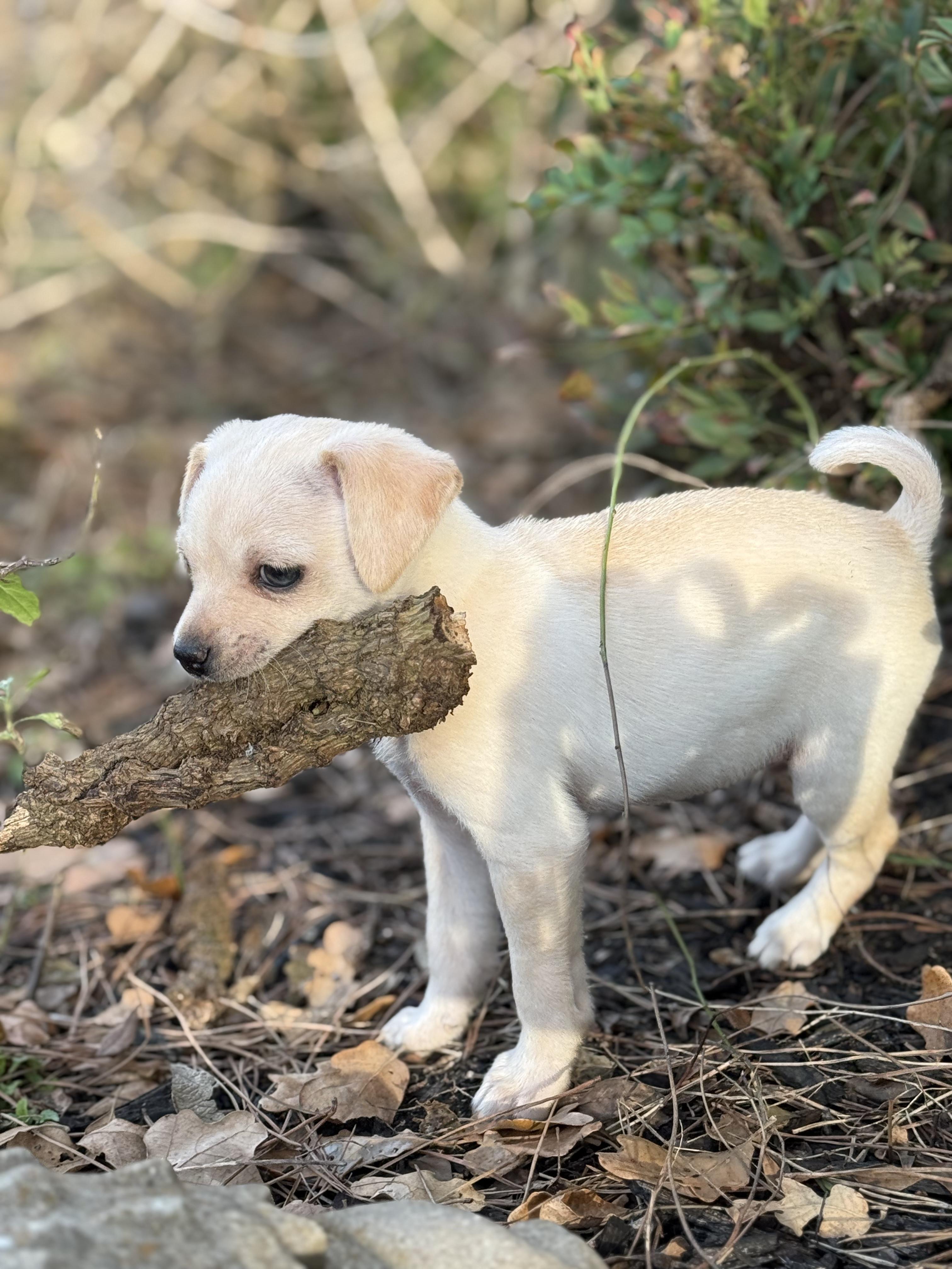 Beaux Casey, Adoptable, Puppy Male Chihuahua.
