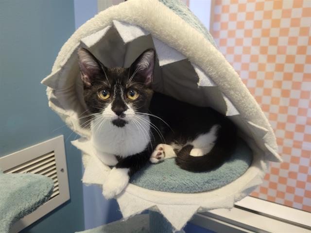 SORREL, Adoptable, Kitten Female Domestic Short Hair.