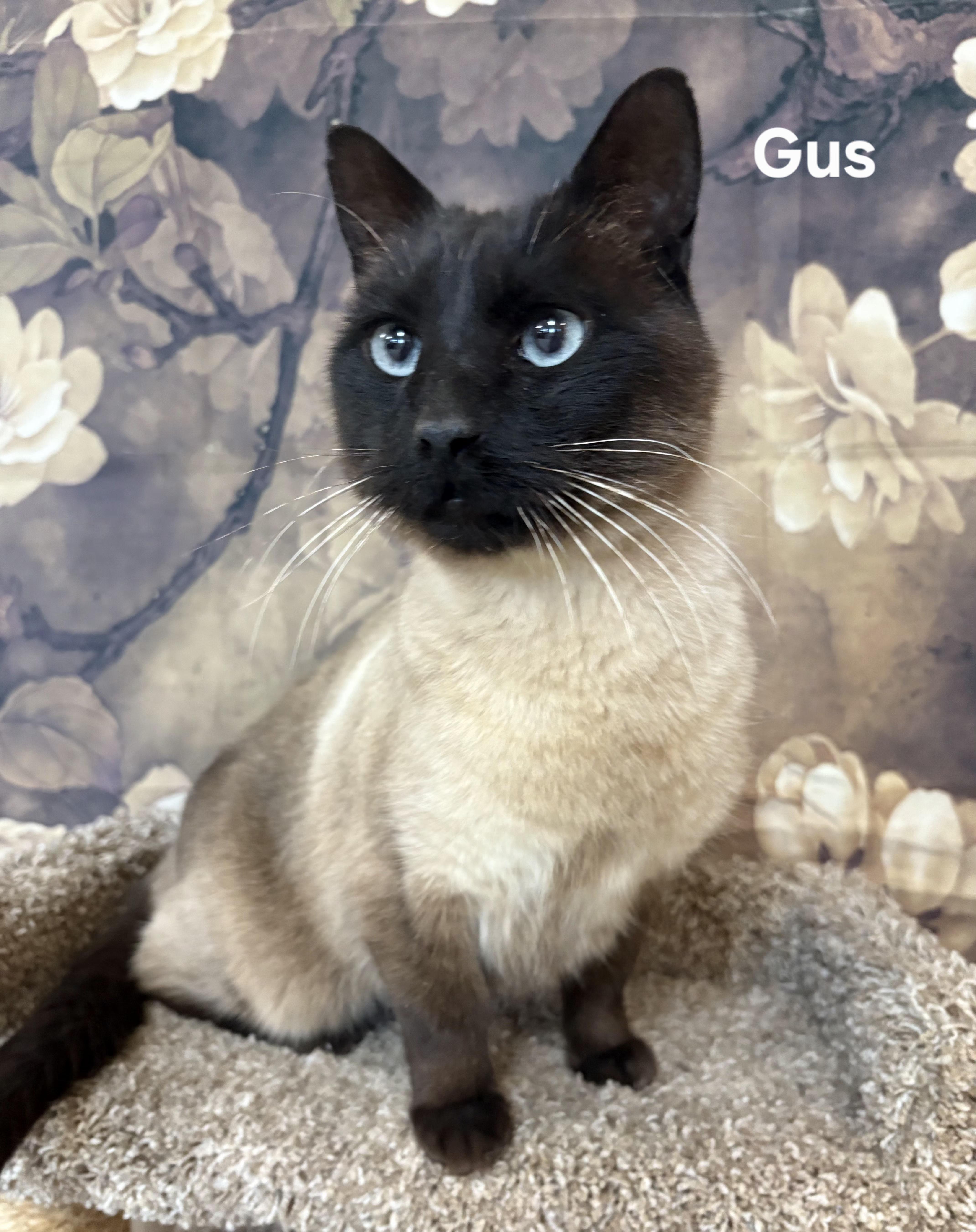 Enlarge Gus, an adopted Siamese in Aurora, NE image 1/2