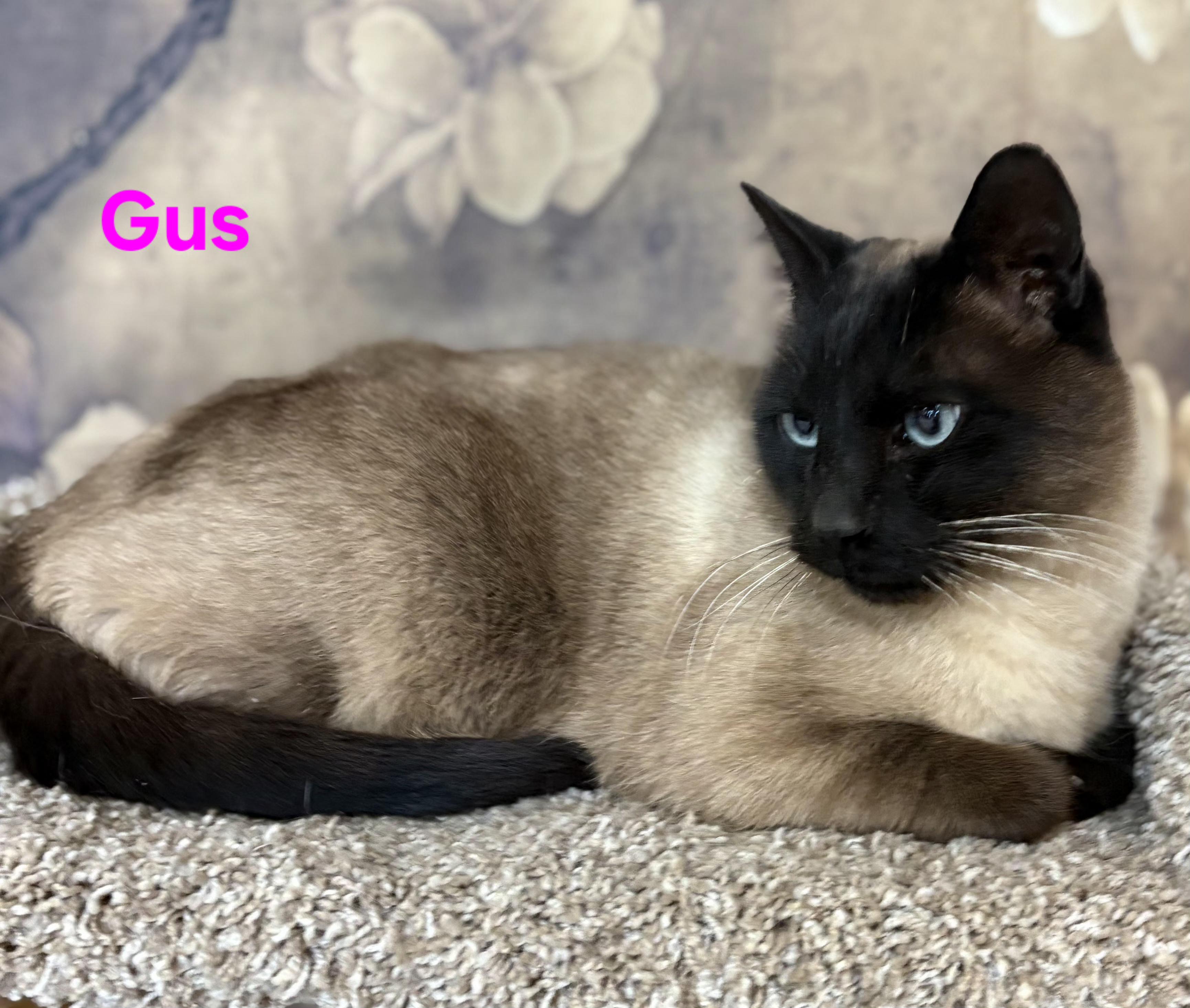 Enlarge Gus, an adopted Siamese in Aurora, NE image 2/2