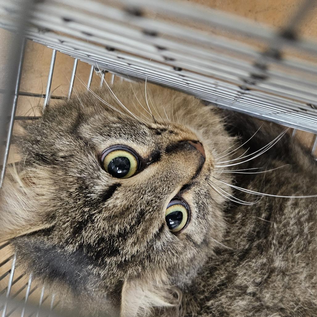 Enlarge Leprechaun, a Adoptable Domestic Medium Hair in Conway, NH image 1/2