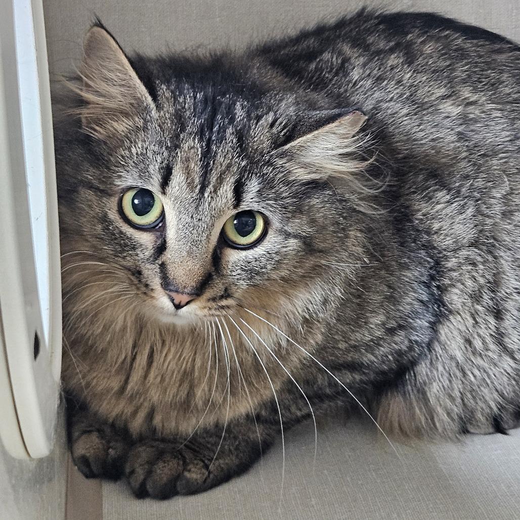 Enlarge Leprechaun, a Adoptable Domestic Medium Hair in Conway, NH image 2/2
