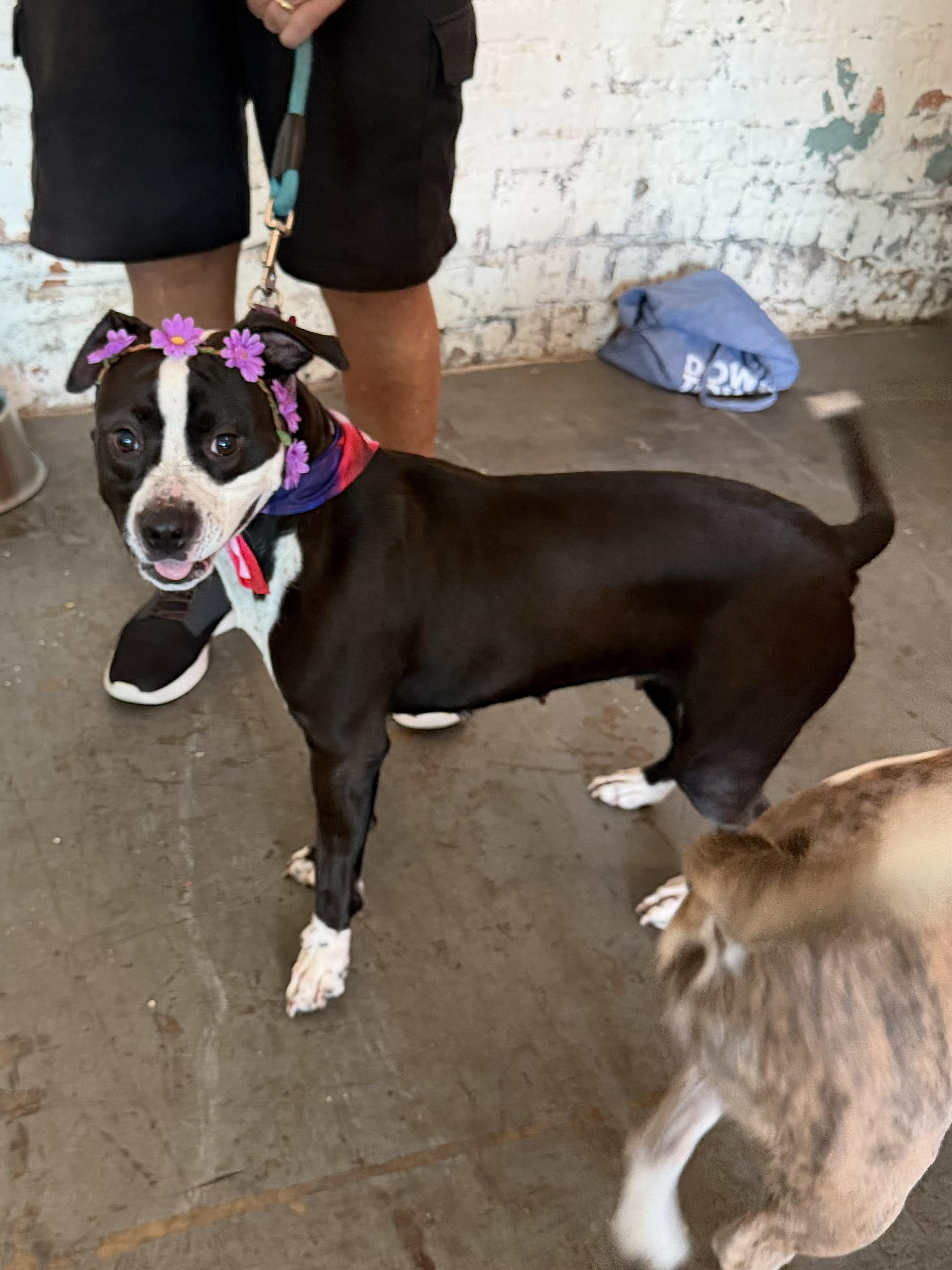 Enlarge Zuri - AVAILABLE TO FOSTER OR ADOPT, a Adoptable mixed breed in Clayton, NC image 6/6