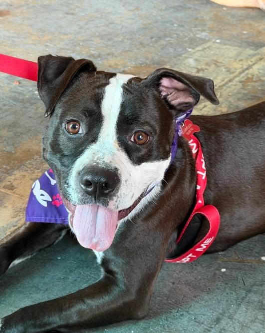 Enlarge Zuri - AVAILABLE TO FOSTER OR ADOPT, a Adoptable mixed breed in Clayton, NC image 1/6