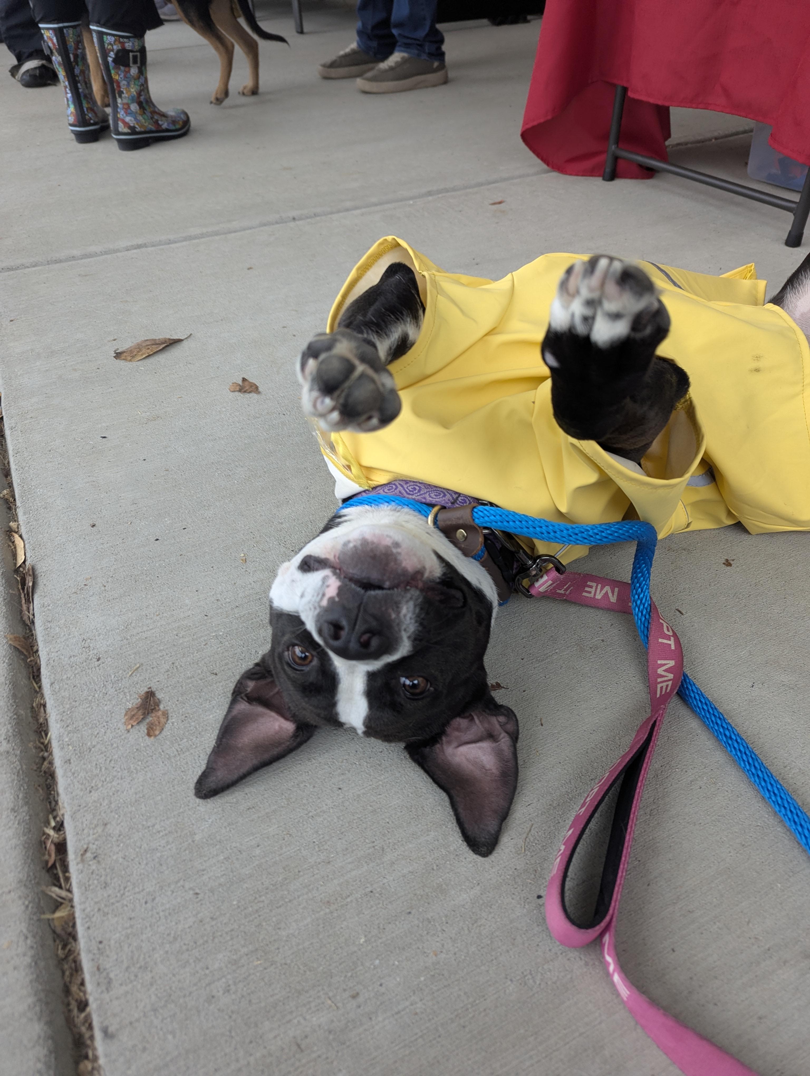 Enlarge Zuri - AVAILABLE TO FOSTER OR ADOPT, a Adoptable mixed breed in Clayton, NC image 4/6