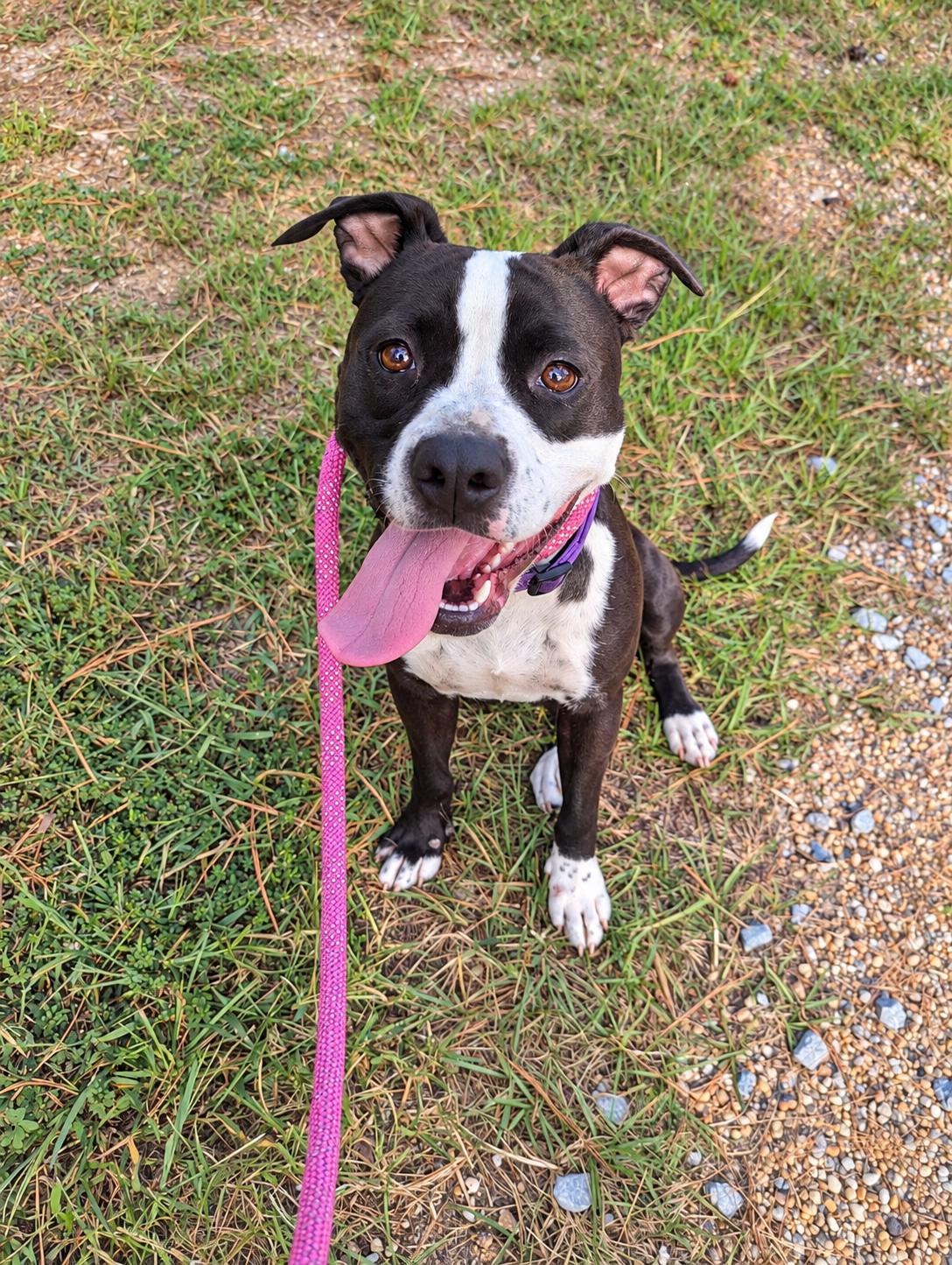 Enlarge Zuri - AVAILABLE TO FOSTER OR ADOPT, a Adoptable mixed breed in Clayton, NC image 5/6