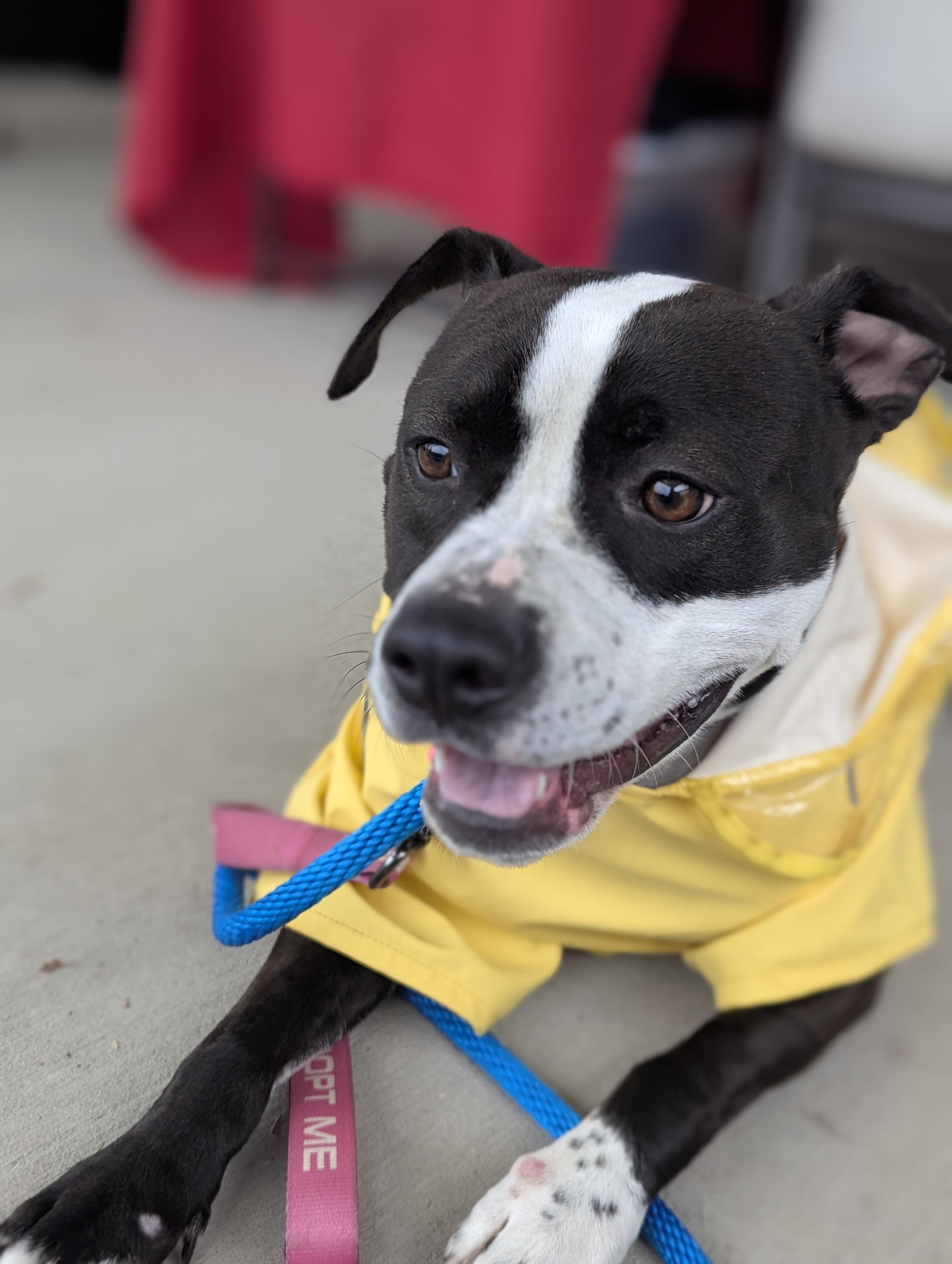 Enlarge Zuri - AVAILABLE TO FOSTER OR ADOPT, a Adoptable mixed breed in Clayton, NC image 3/6