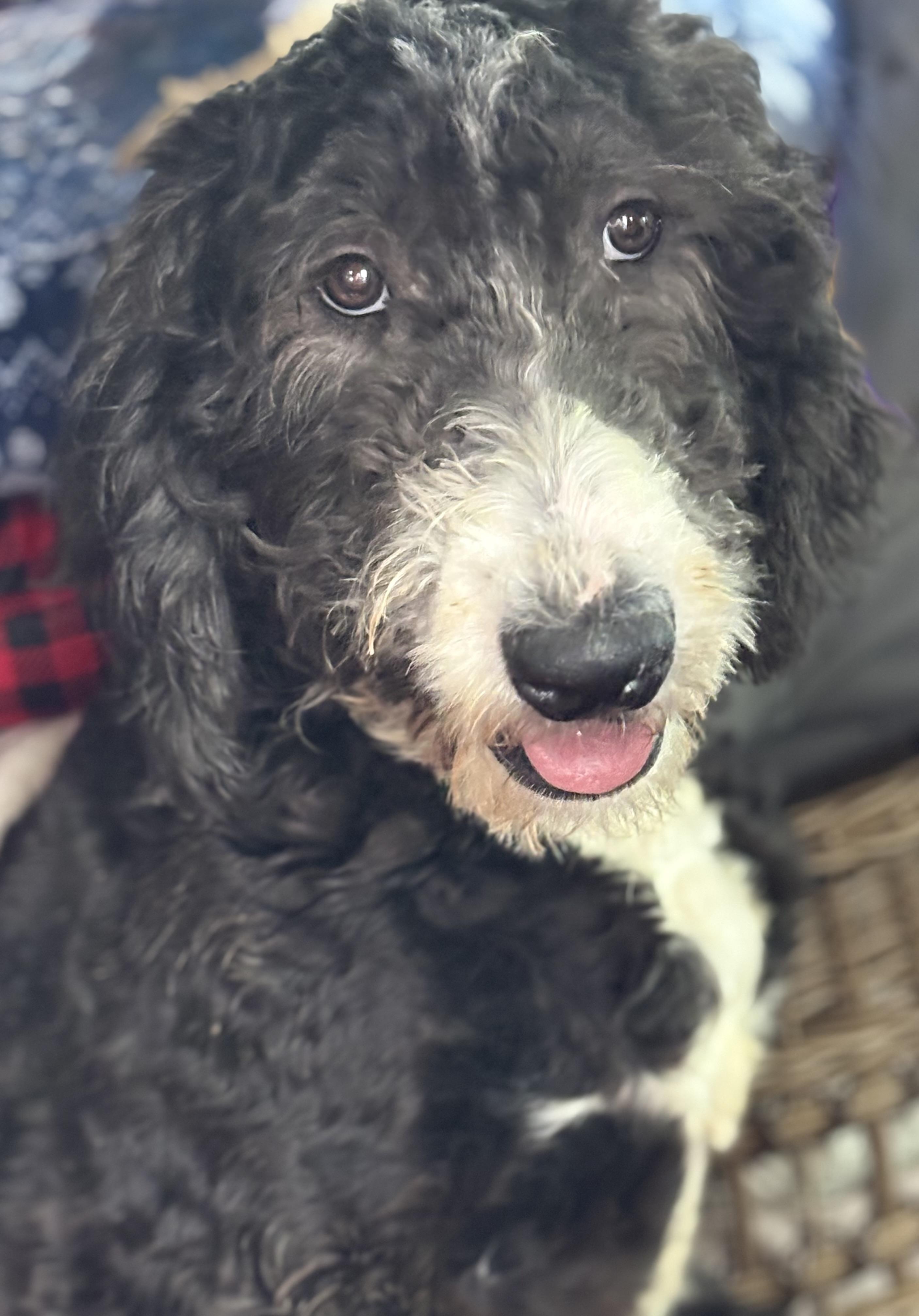 Annie, Adoptable, Puppy Female Goldendoodle & Poodle.