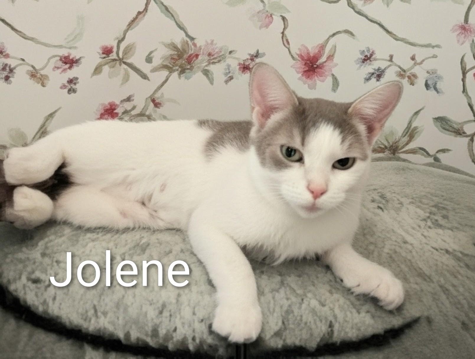JOLENE, ADOPTABLE, Young Female Domestic Short Hair.