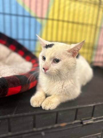 Heisenpurrg, Adoptable, Young Male Domestic Short Hair.