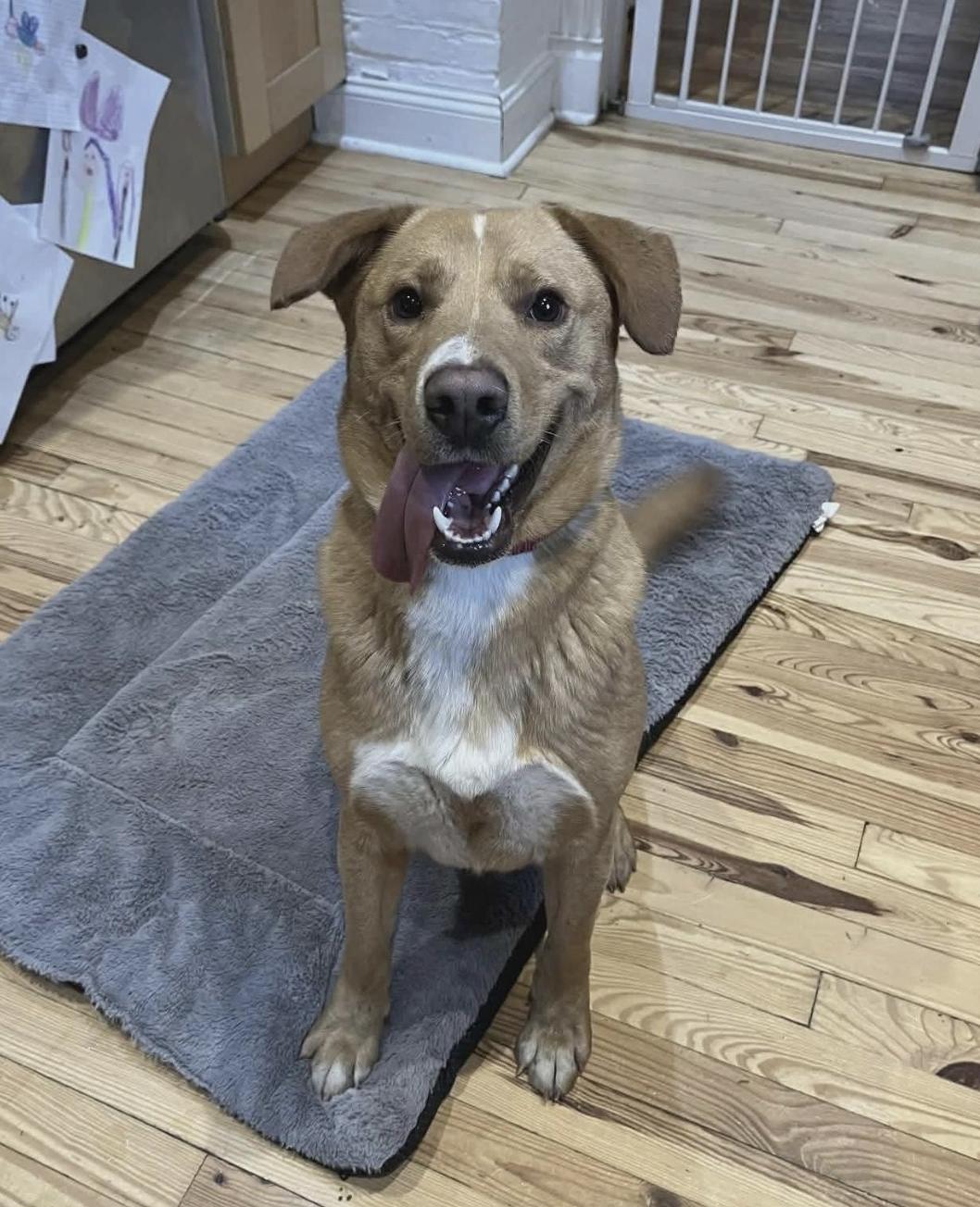 Rudolph, a Adoptable Labrador Retriever in Westwood, NJ image 2/3