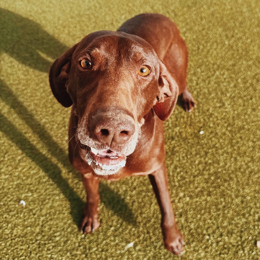 Enlarge Bear , an adopted German Shorthaired Pointer in Hays, KS image 6/6