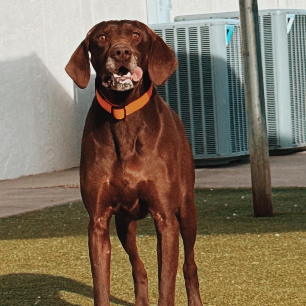 Enlarge Bear , an adopted German Shorthaired Pointer in Hays, KS image 4/6