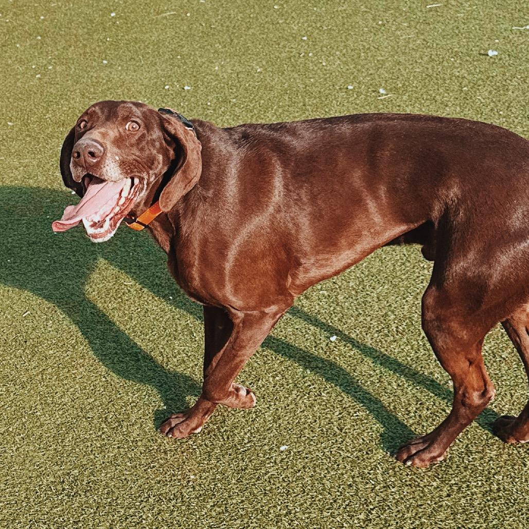 Enlarge Bear , an adopted German Shorthaired Pointer in Hays, KS image 3/6