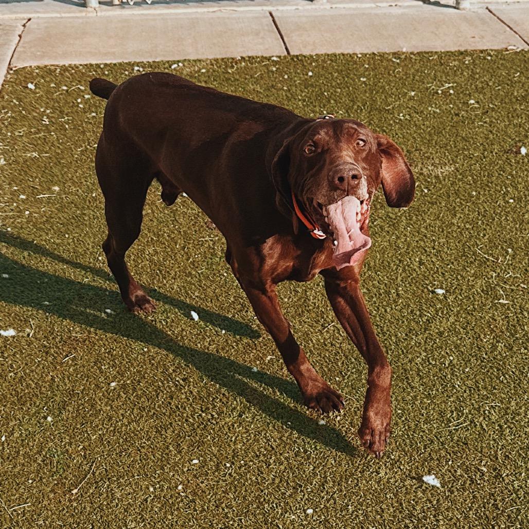 Enlarge Bear , an adopted German Shorthaired Pointer in Hays, KS image 5/6