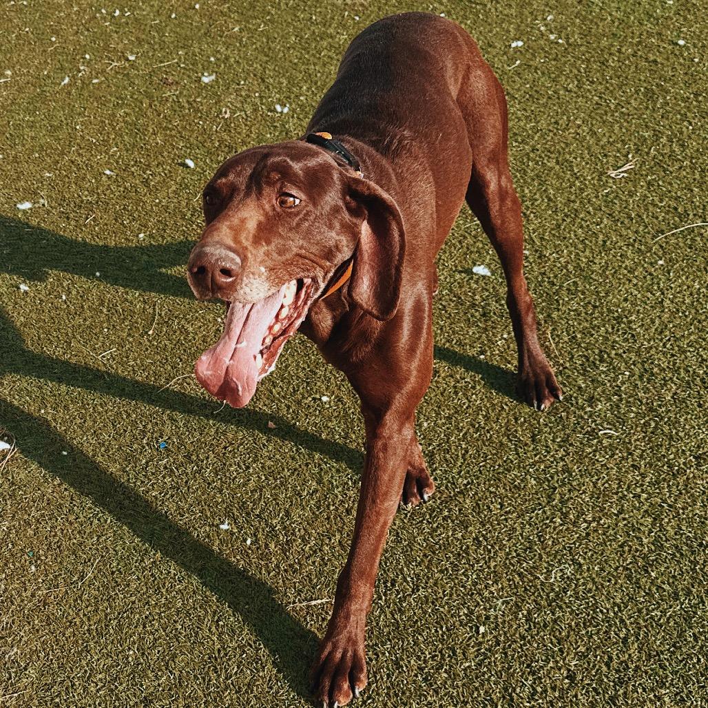 Enlarge Bear , an adopted German Shorthaired Pointer in Hays, KS image 2/6