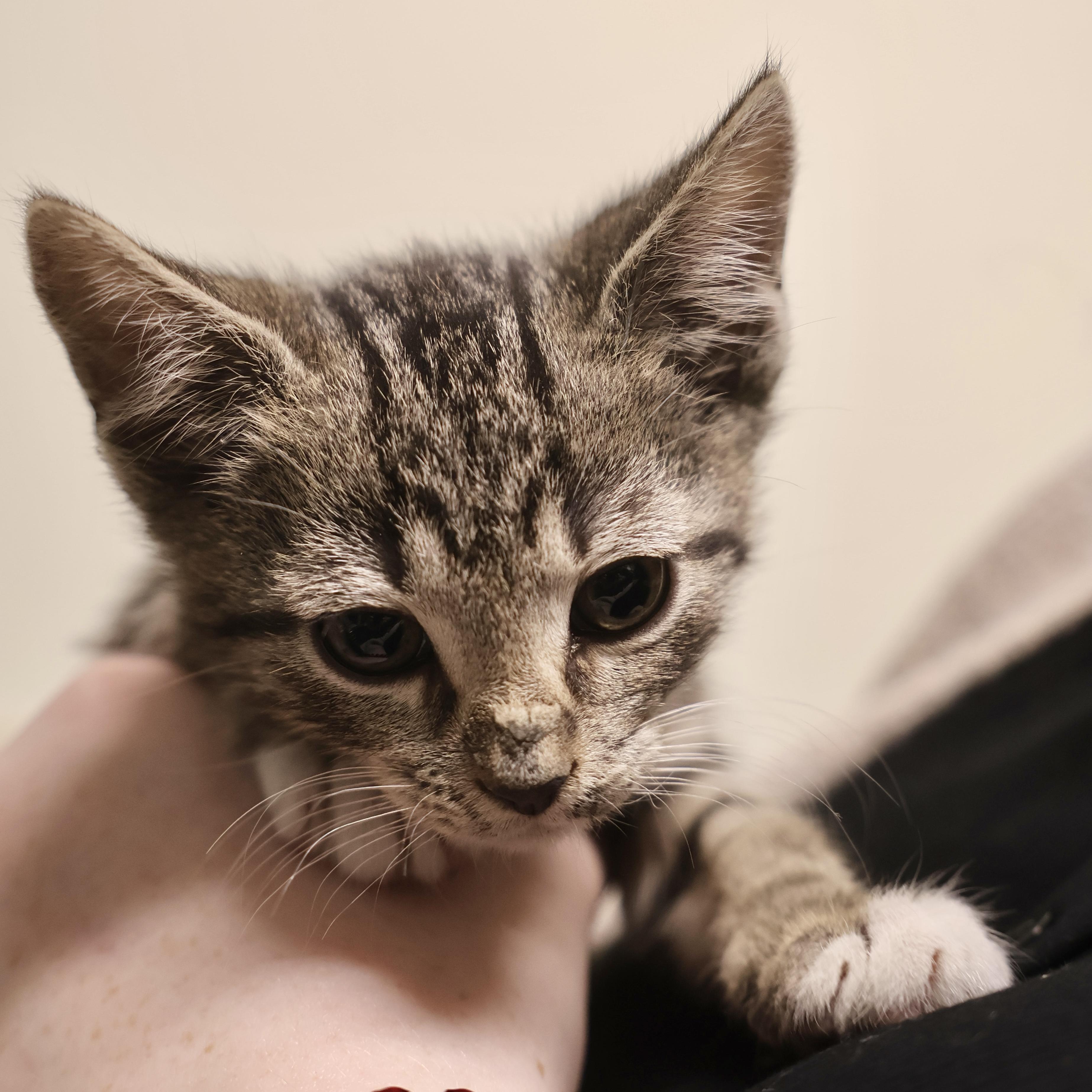 Hashbrown , adopted, Kitten Male Tabby & Domestic Short Hair.