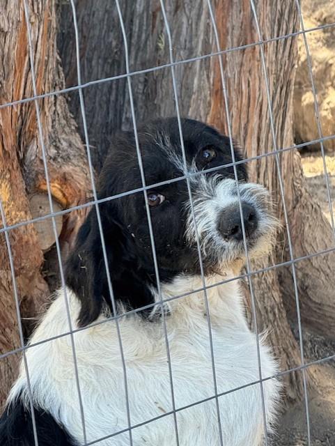 Wilbur, an adoptable Great Pyrenees, Poodle in Madras, OR, 97741 | Photo Image 1