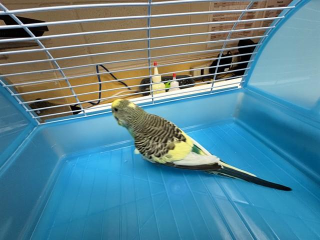 ORNAMENT, Adoptable, Adult Female Budgie / Budgerigar.