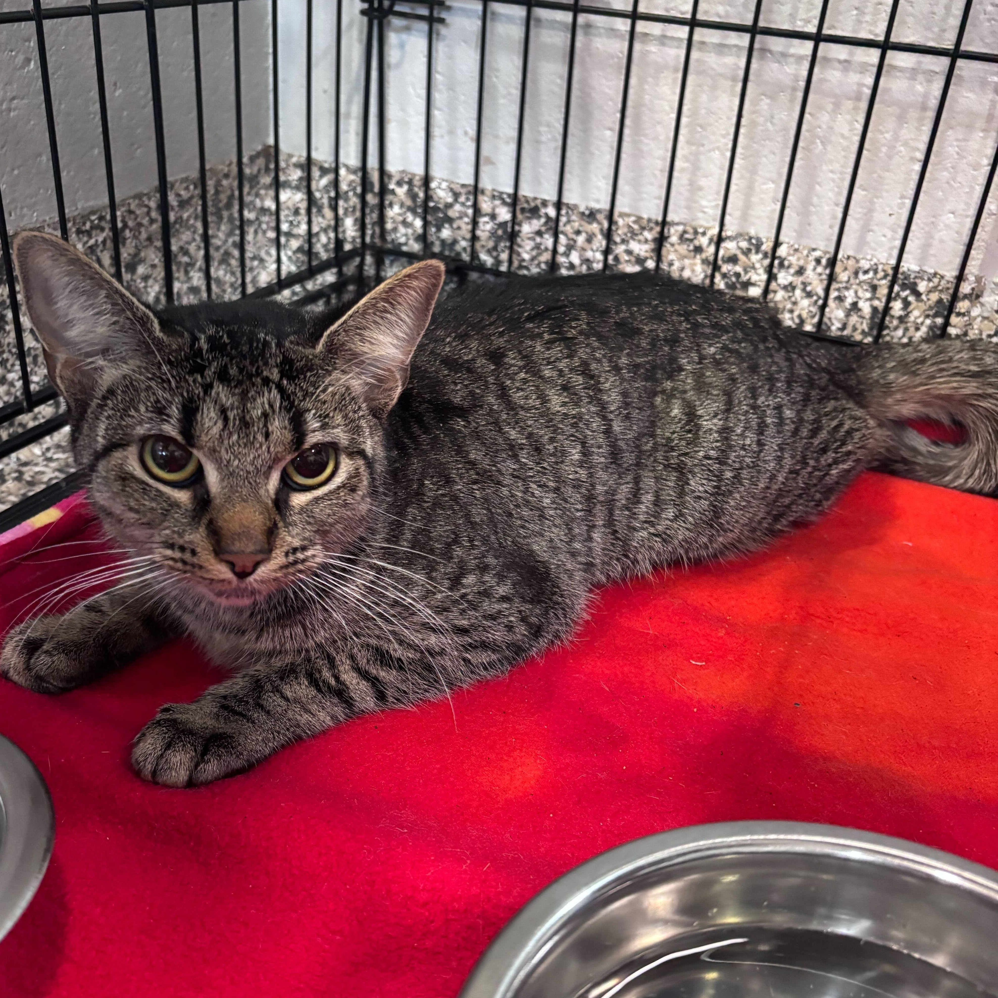 Bellamy, a Adoptable Domestic Short Hair in Jackson, MI image 1/3