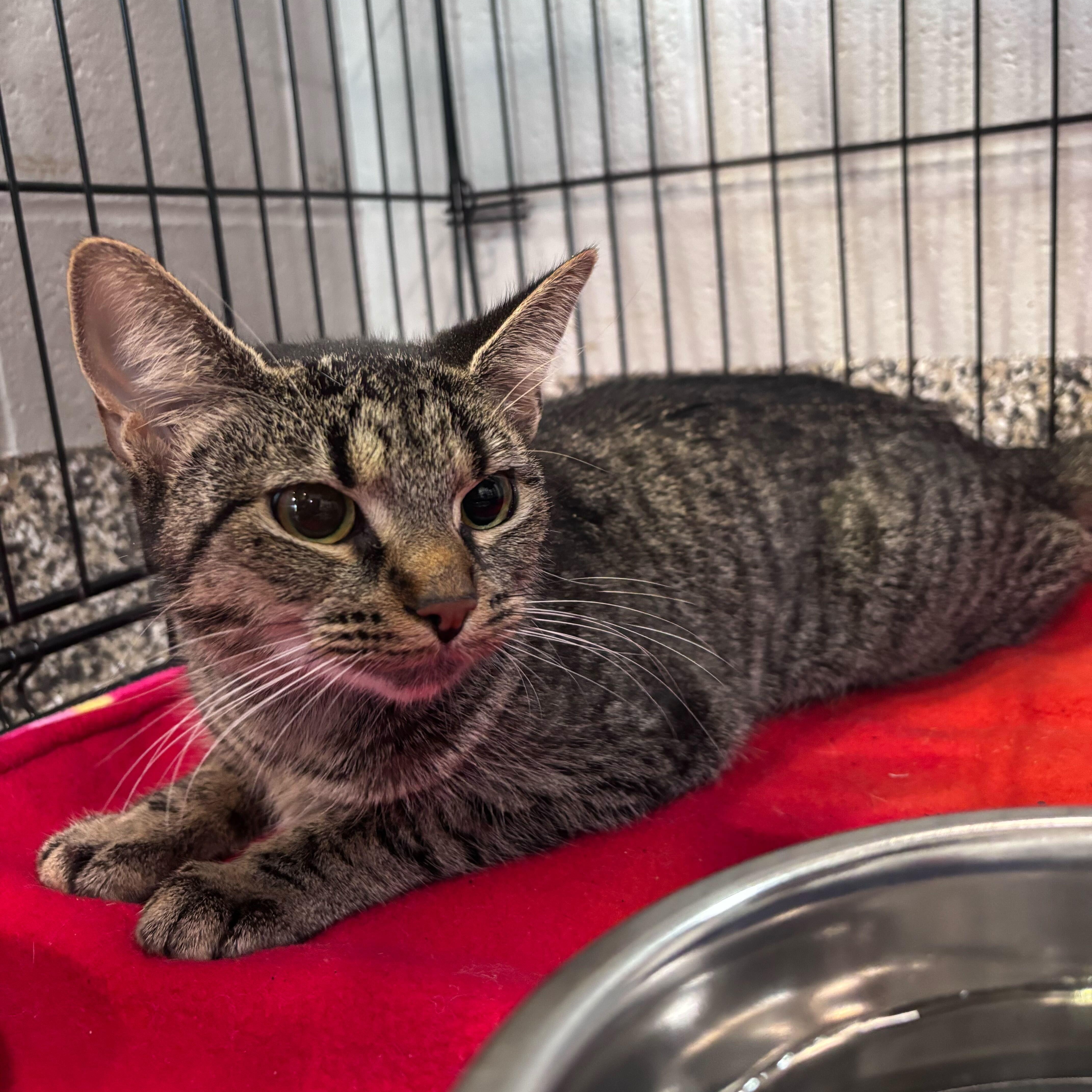 Bellamy, a Adoptable Domestic Short Hair in Jackson, MI image 2/3