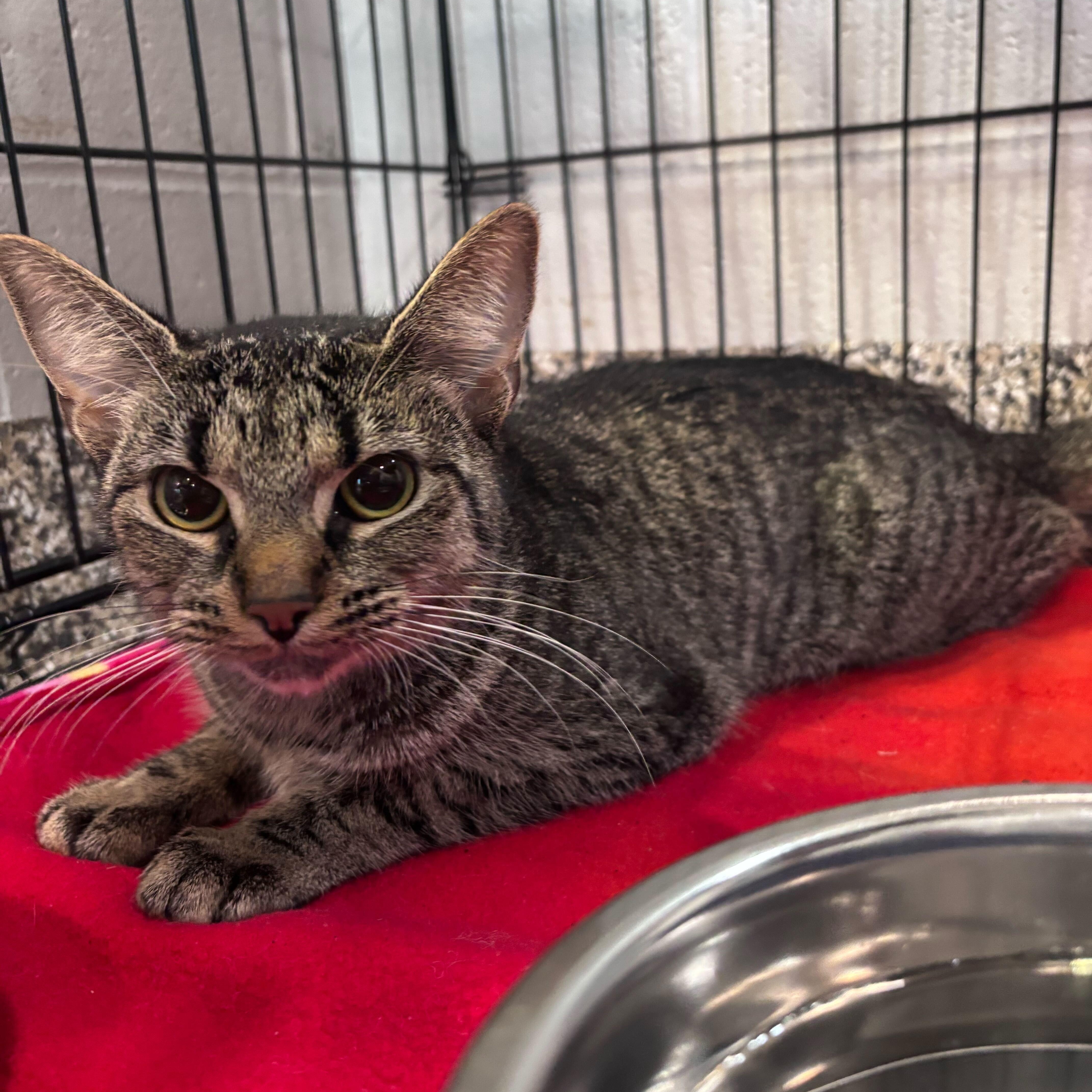 Bellamy, a Adoptable Domestic Short Hair in Jackson, MI image 3/3