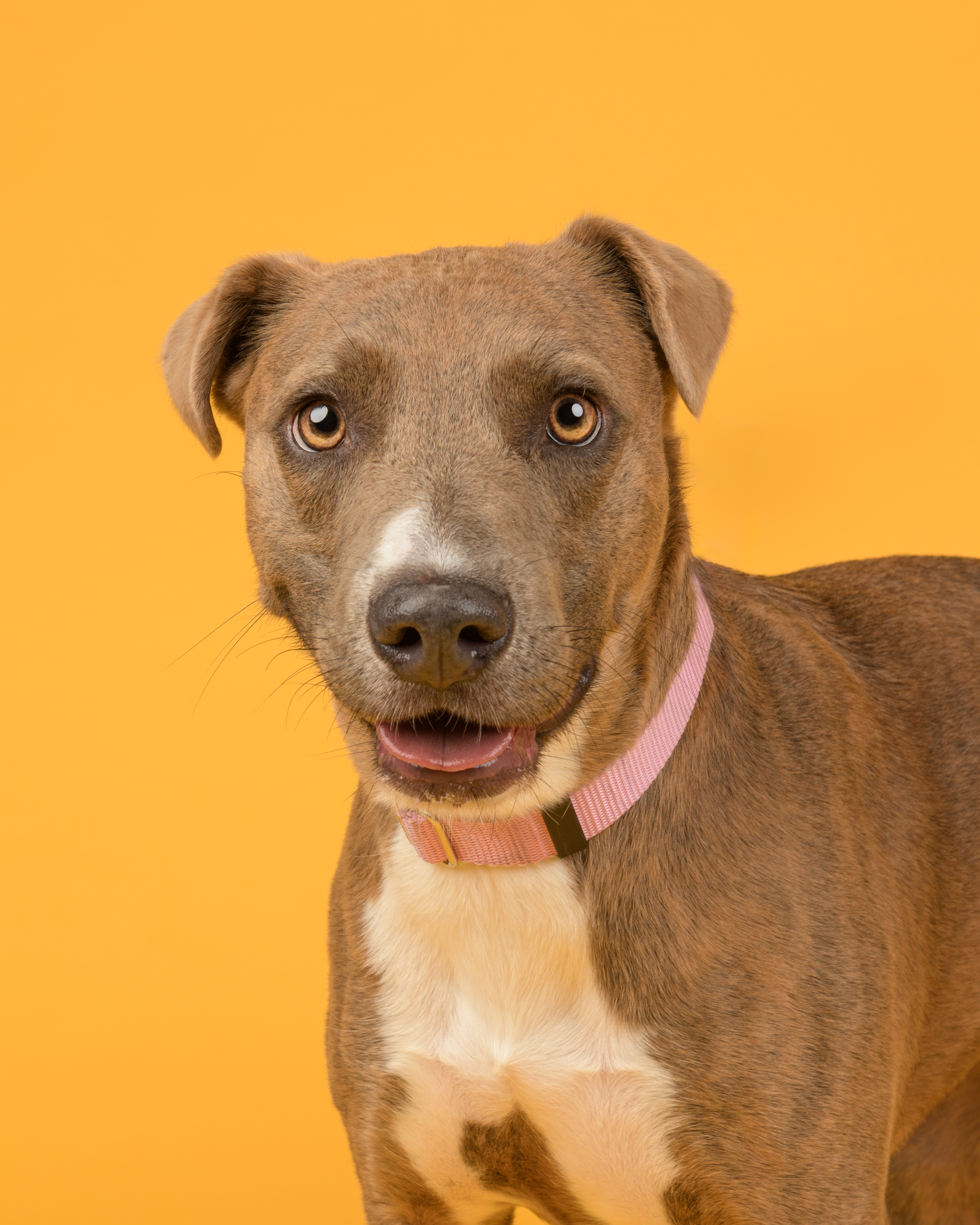 June, an adopted Hound in Southold, NY_image-1