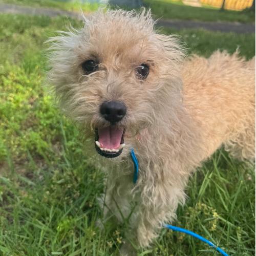 Darla, Adoptable, Young Female Terrier & Mixed Breed.